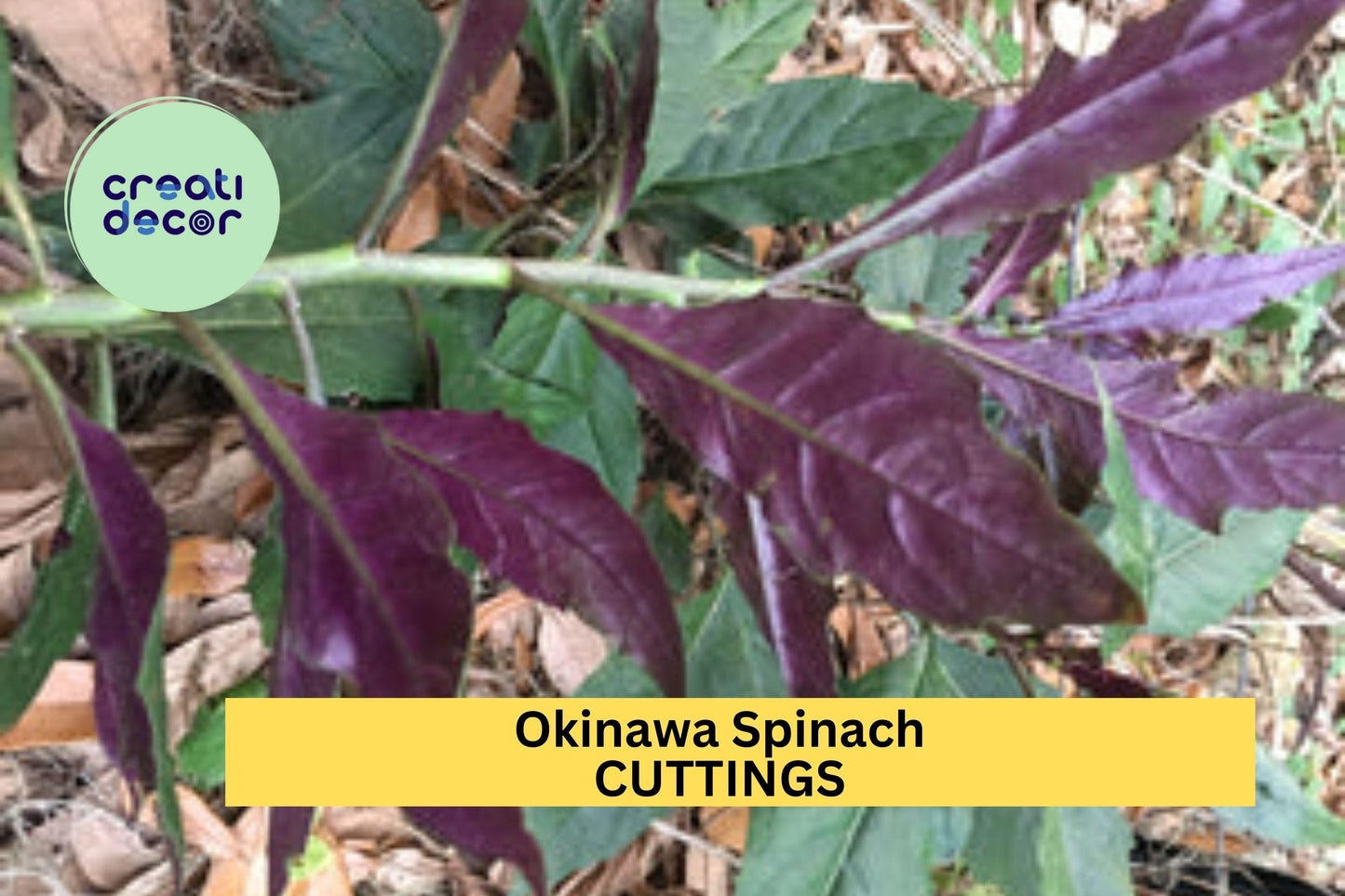 12 Okinawa Spinach Cuttings – Gynura bicolor Fresh 5–6" Unrooted Stems for Easy Growing in Garden or Pots – USA