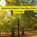 1 Fagus grandifolia American Beech Tree - Live Bare Root Plant 1-2 Feet for Zones 3-9
