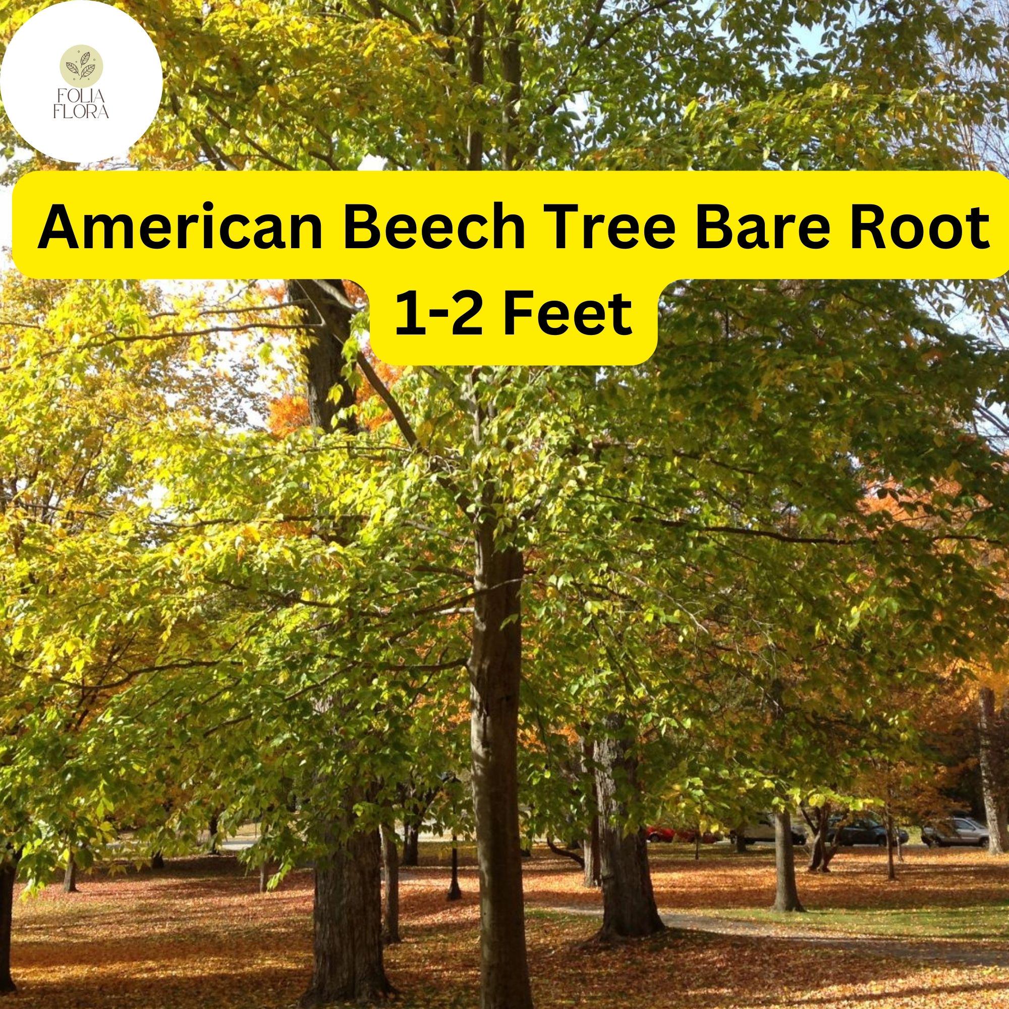 1 Fagus grandifolia American Beech Tree - Live Bare Root Plant 1-2 Feet for Zones 3-9
