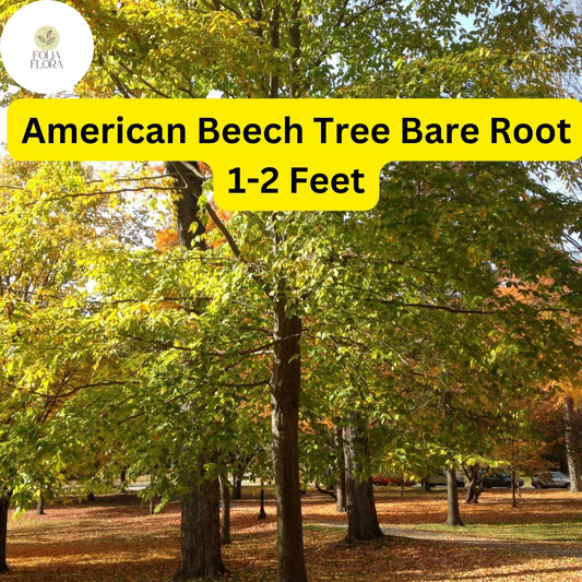 1 Fagus grandifolia American Beech Tree - Live Bare Root Plant 1-2 Feet for Zones 3-9