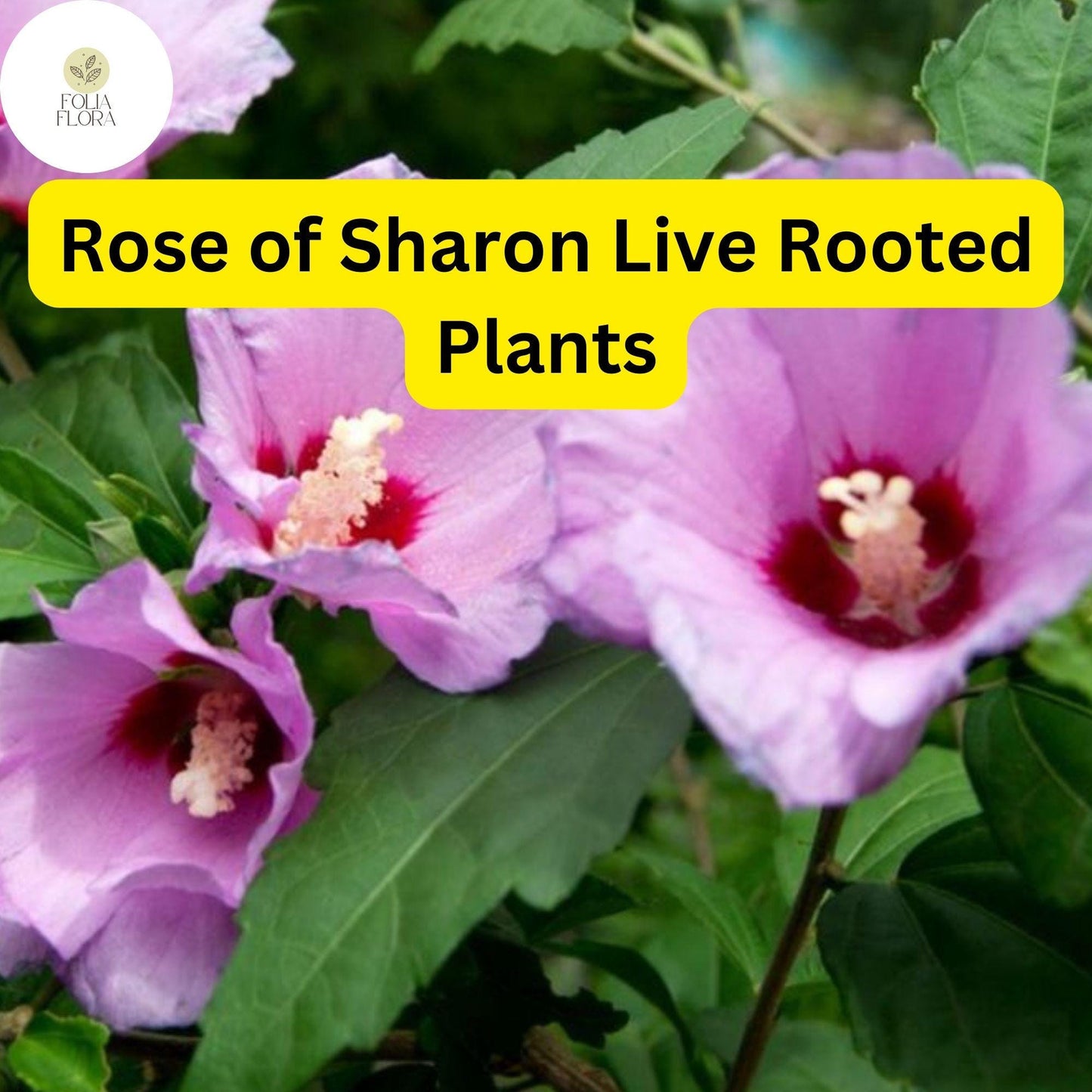 2 Rose of Sharon Hibiscus Organic Live Plant with Roots - Transplant Starter Bush