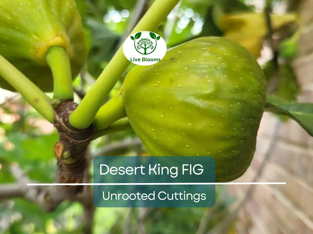 5 Desert King Fig Tree Unrooted Cuttings 6-8" Long - Ficus Carica, Fresh & Healthy, Perfect for Planting or Propagation