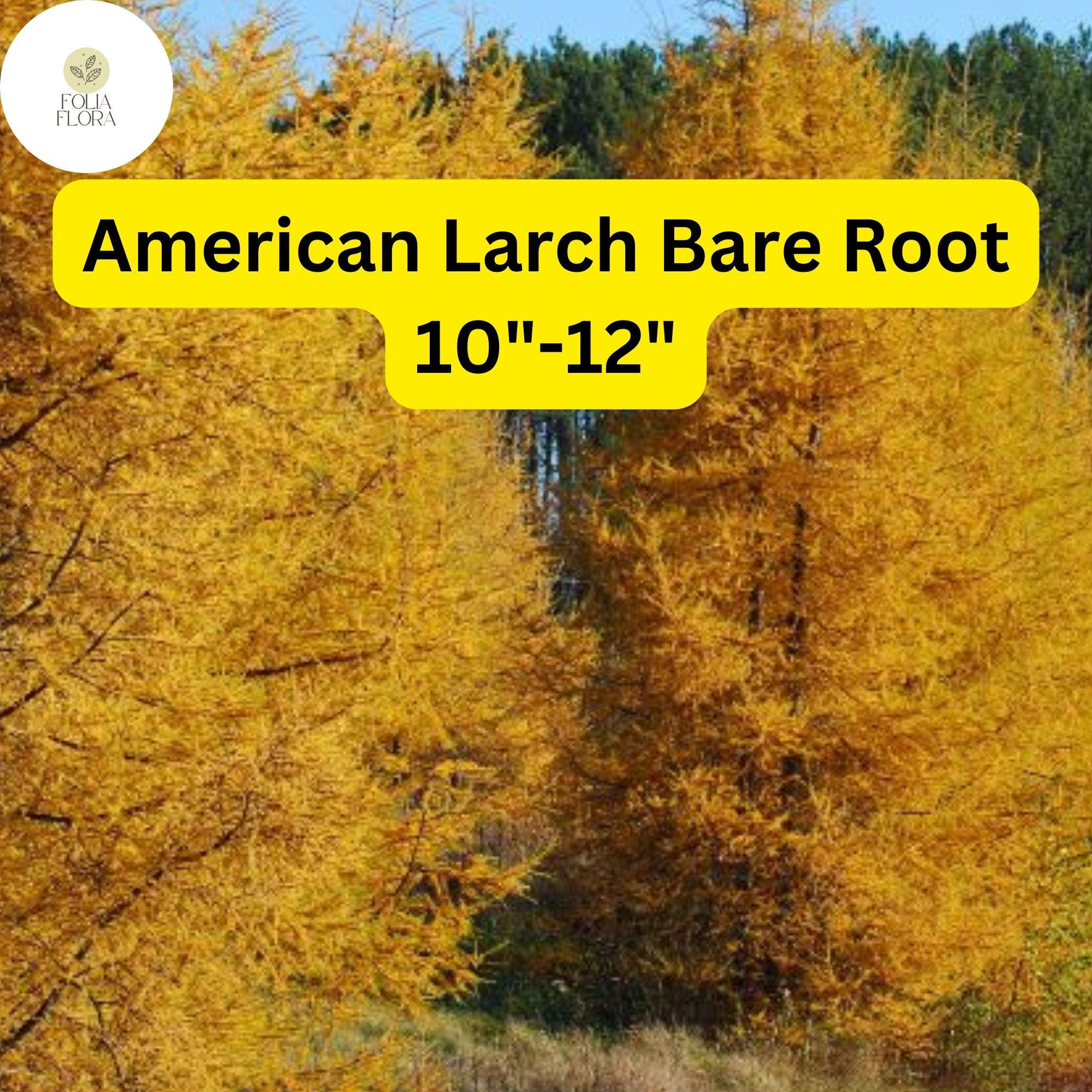 1 American Larch Tree, Live Bare Root Plant, Larix laricina, Hardy Deciduous Conifer for Landscaping