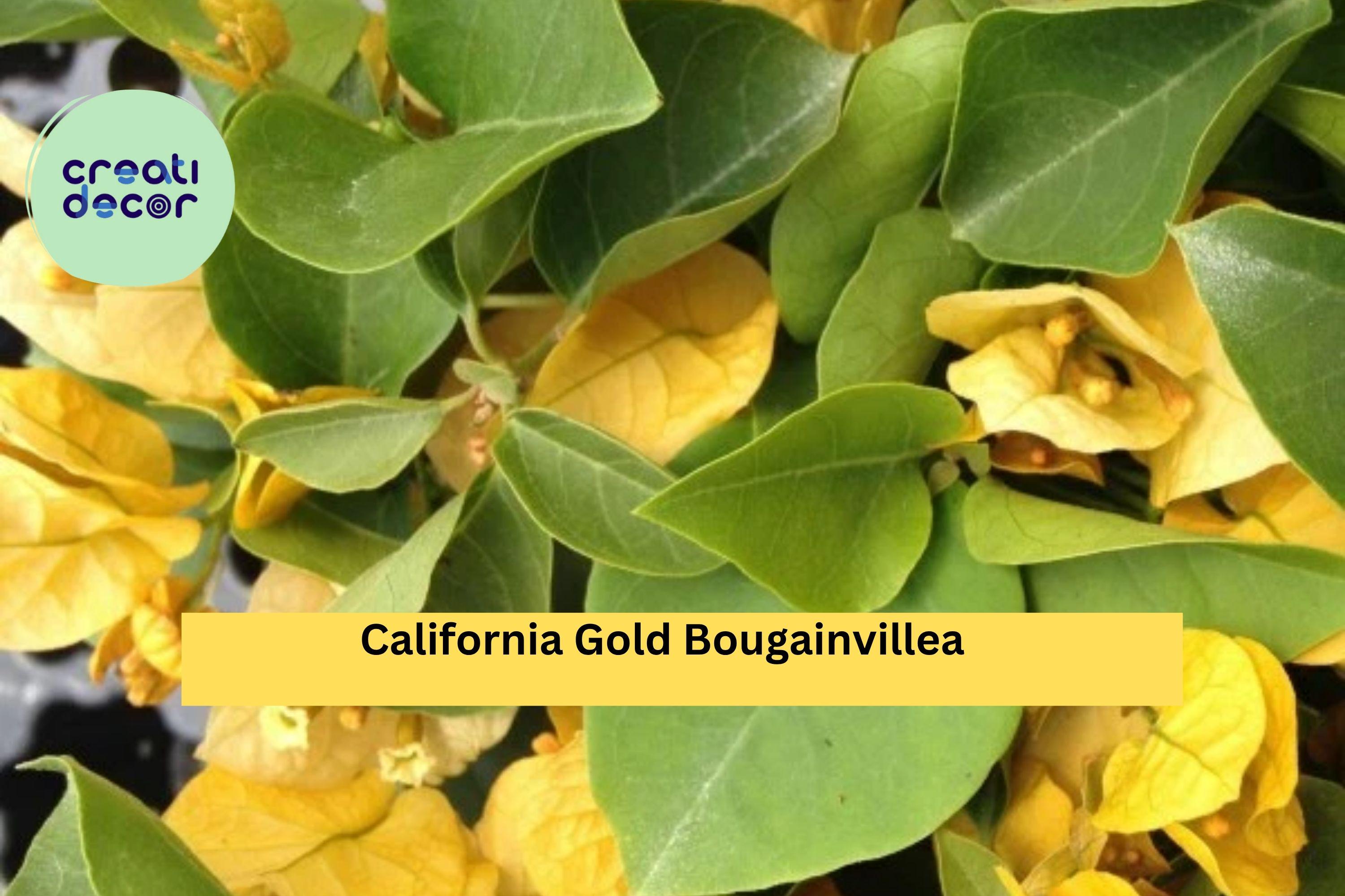California Gold Bougainvillea Starter Plant – Well Rooted Plug, Ships Bare Root, Vibrant Golden Blooms for Garden or Patio, Hardy Zones 9–11