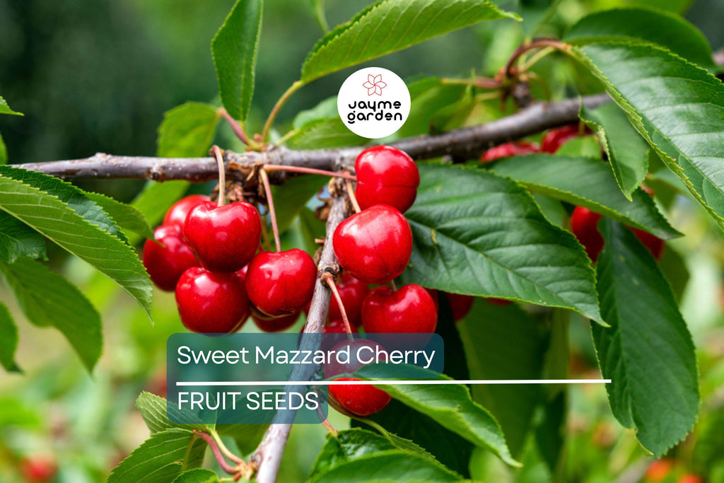5 Sweet Mazzard Cherry Tree Seeds (Prunus avium) – Edible Hardy Fruit Tree, Fast-Growing