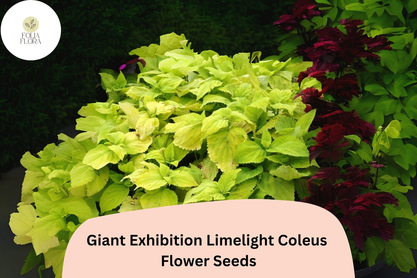 25+ Giant Exhibition Limelight Coleus Seeds | Large Shade Plant | Bright Lime Green Foliage | Garden Bedding Seeds