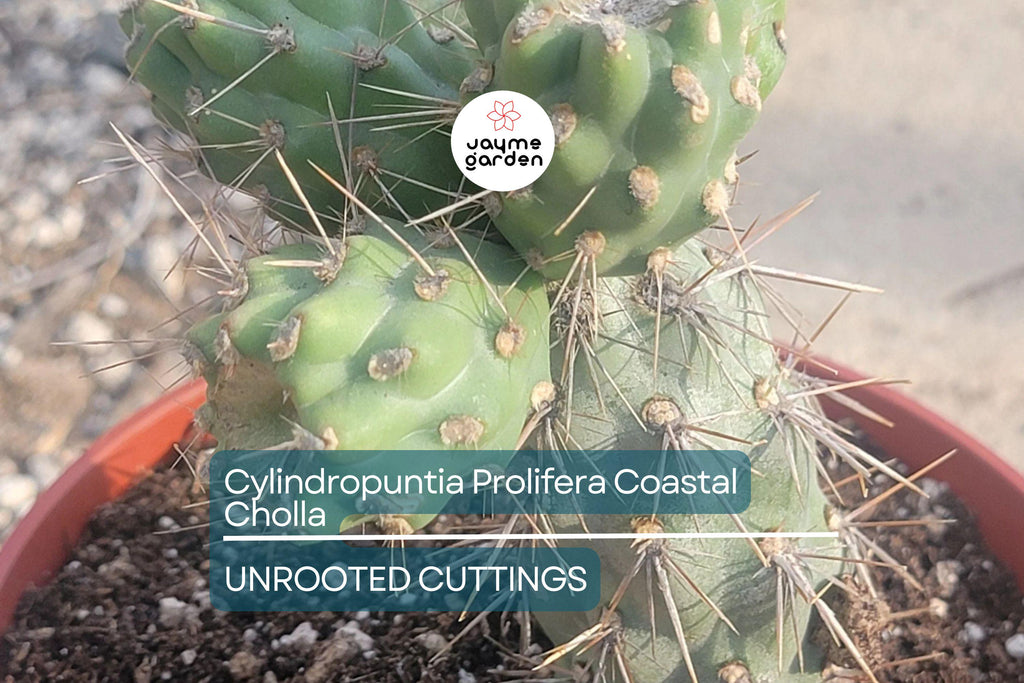 Cylindropuntia Prolifera Coastal Cholla Cactus Cutting - 3" Los Angeles CA Pup, Full/Partial Sun