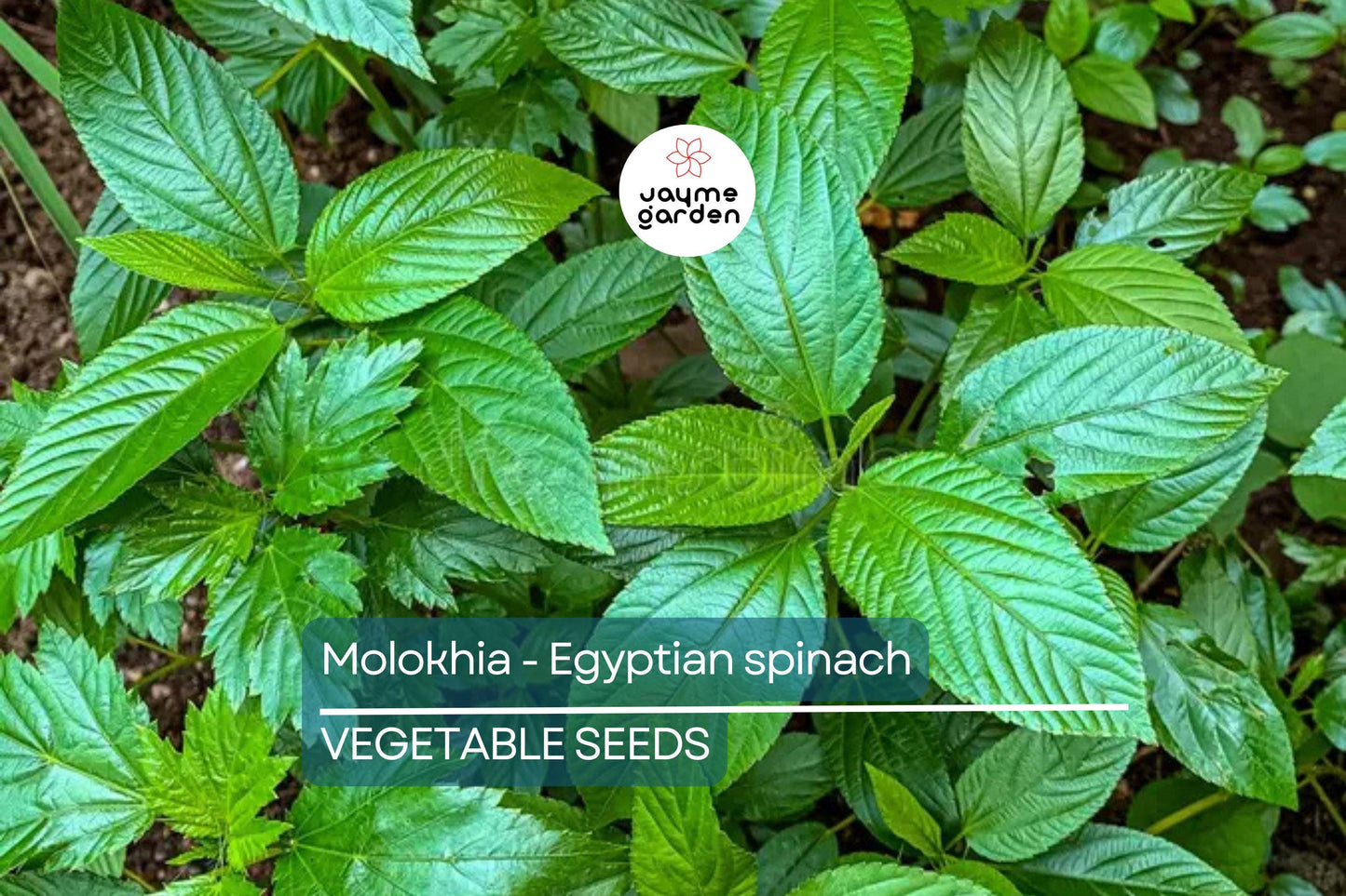 100 Molokhia Seeds | Egyptian Spinach (Corchorus olitorius) | Saluyot, Green Jute, Heirloom, Non-GMO