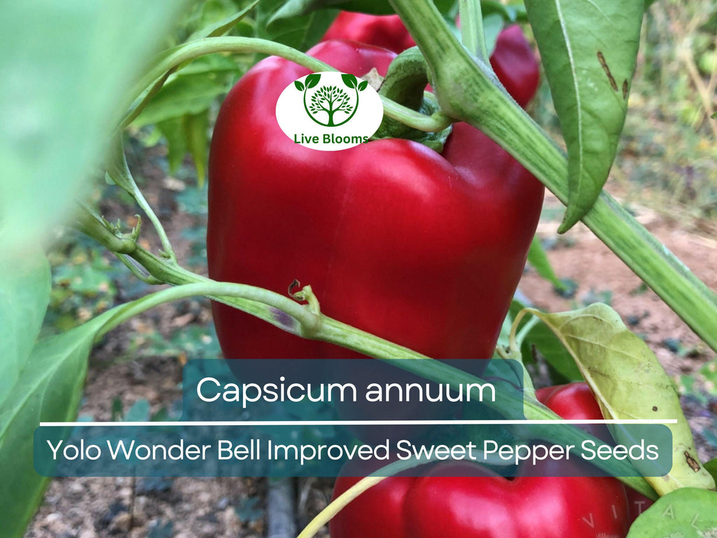 30 Seeds Sweet Pepper Yolo Wonder Bell Improved – Capsicum annuum | High-Yielding Sweet Bell Peppers for Planting & Gardening