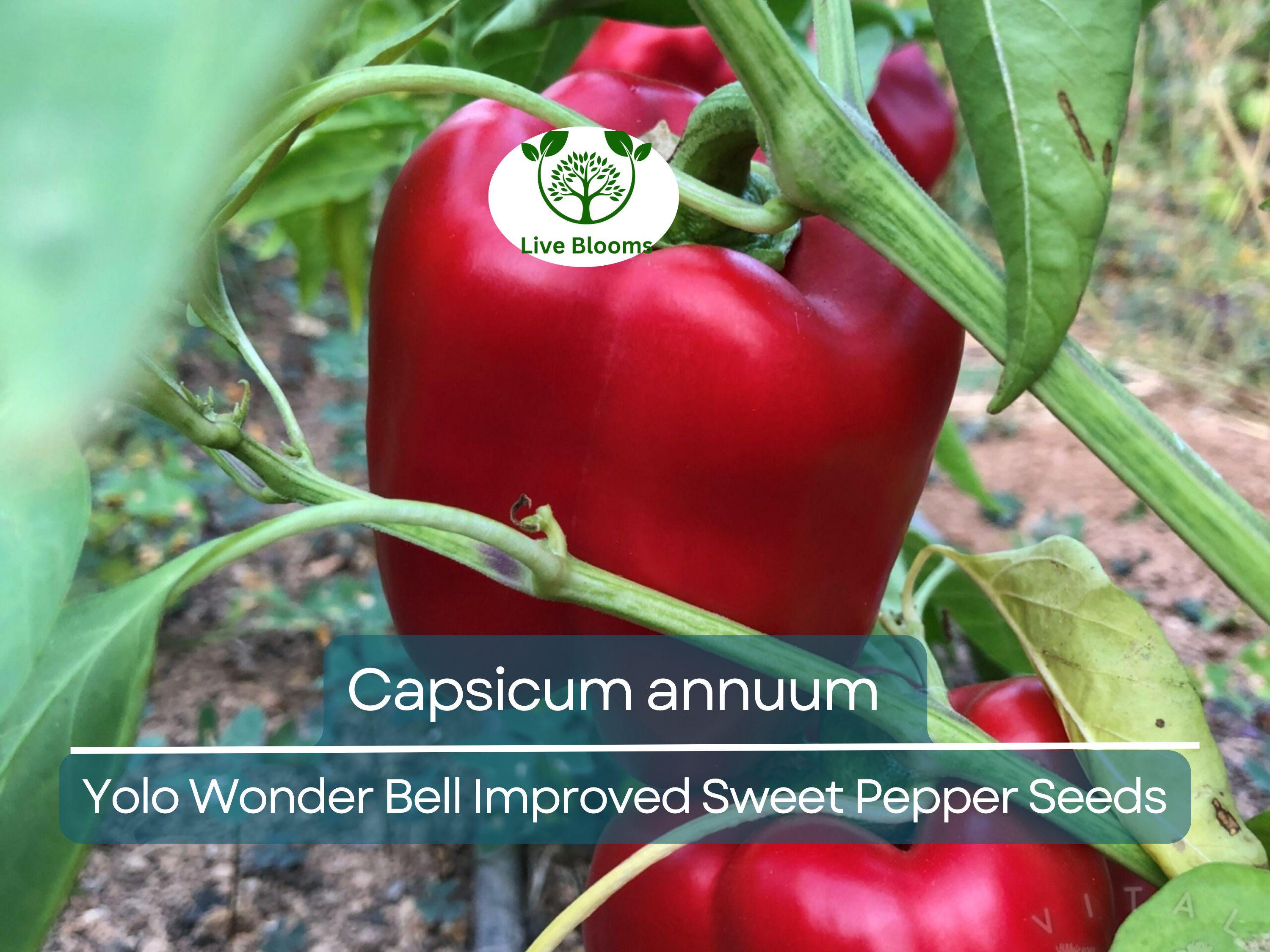 30 Seeds Sweet Pepper Yolo Wonder Bell Improved – Capsicum annuum | High-Yielding Sweet Bell Peppers for Planting & Gardening
