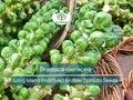 250 Seeds Long Island Improved Brussel Sprouts - Brassica oleracea | Heirloom Variety for Planting, Gardening & Nutritious Harvest