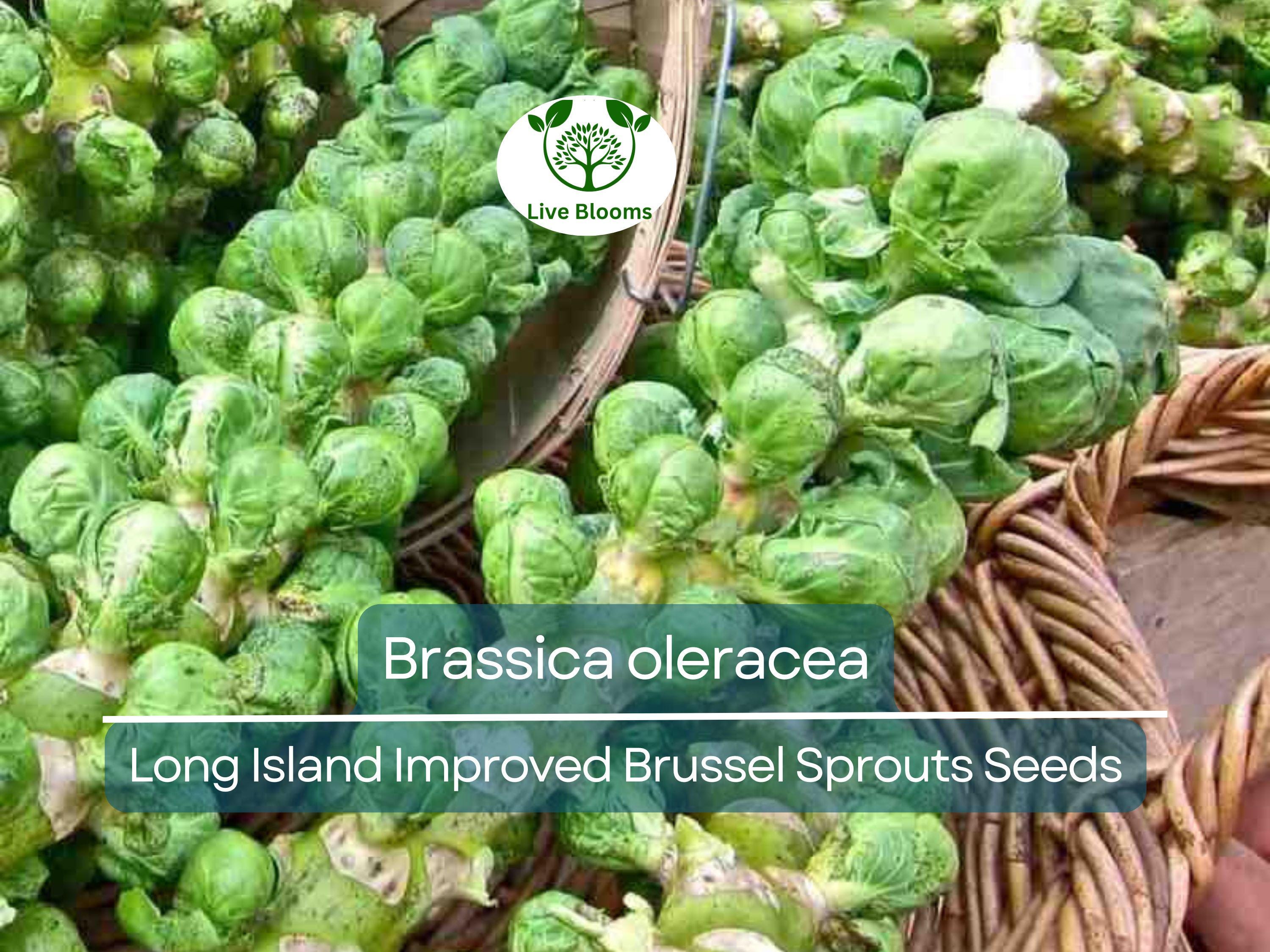 250 Seeds Long Island Improved Brussel Sprouts - Brassica oleracea | Heirloom Variety for Planting, Gardening & Nutritious Harvest