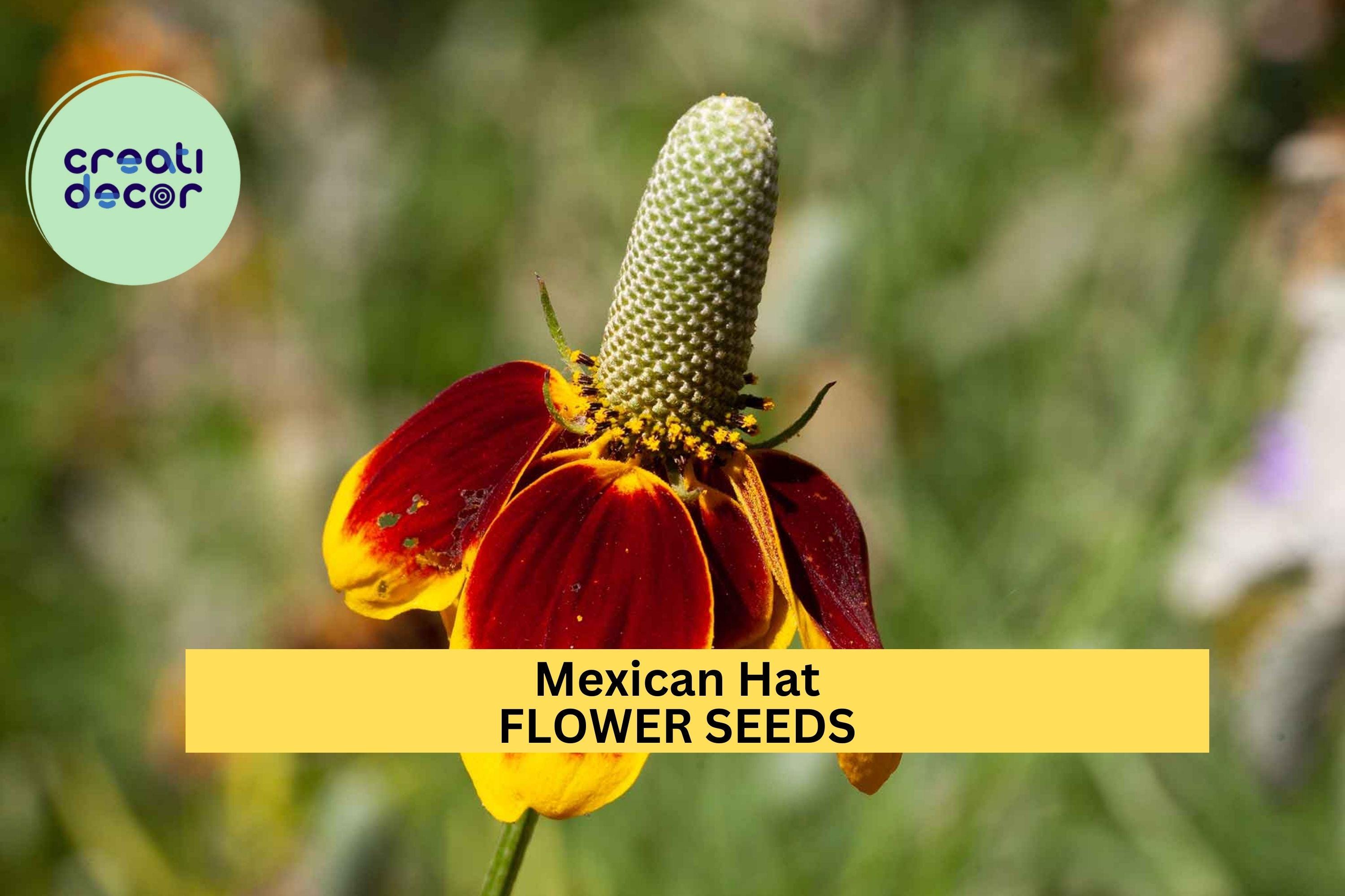 3pcs of 100mg Mexican Hat Seeds – Vibrant Red-Yellow Wildflowers for Pollinator, Meadow, and Prairie Garden Planting Seeds for Planting