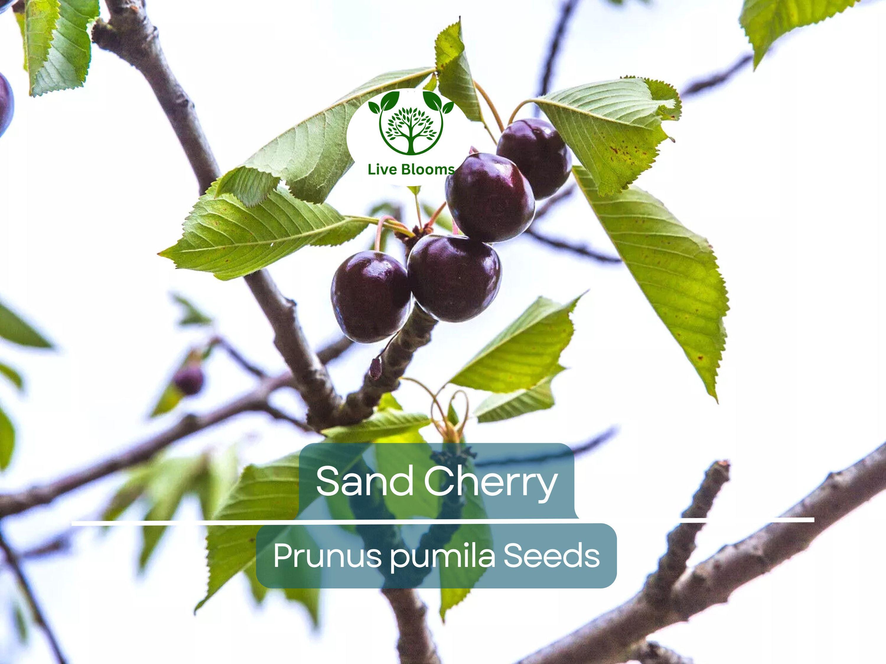 5 Sand Cherry Seeds | Prunus pumila, Edible Fruit Tree Shrub, Hardy, Small Garden Tree, Non-GMO, Tasty Berries for Jams & Preserves