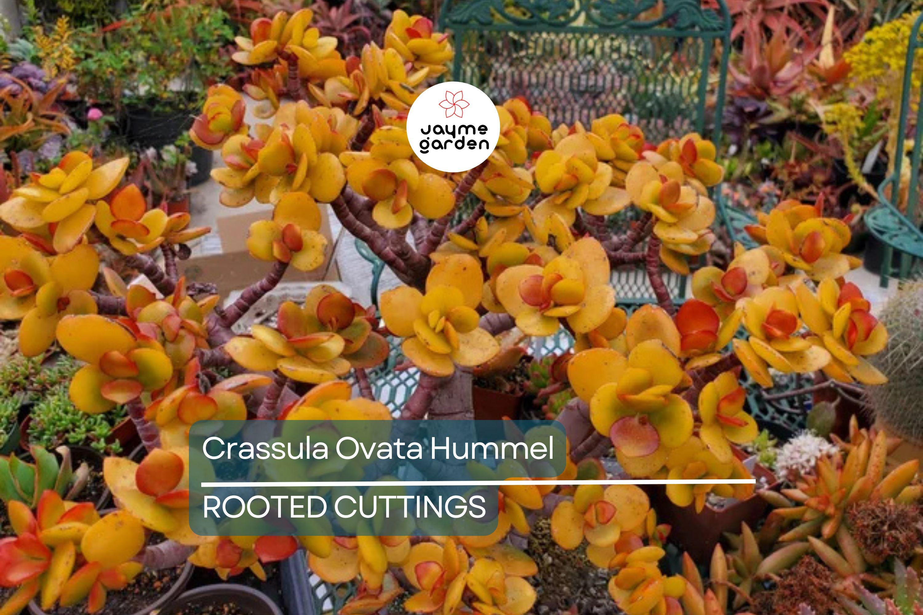 5 Crassula Ovata Hummel’s Sunset Cuttings - Golden Jade Plant Succulent - 3-4" Houseplant Starter