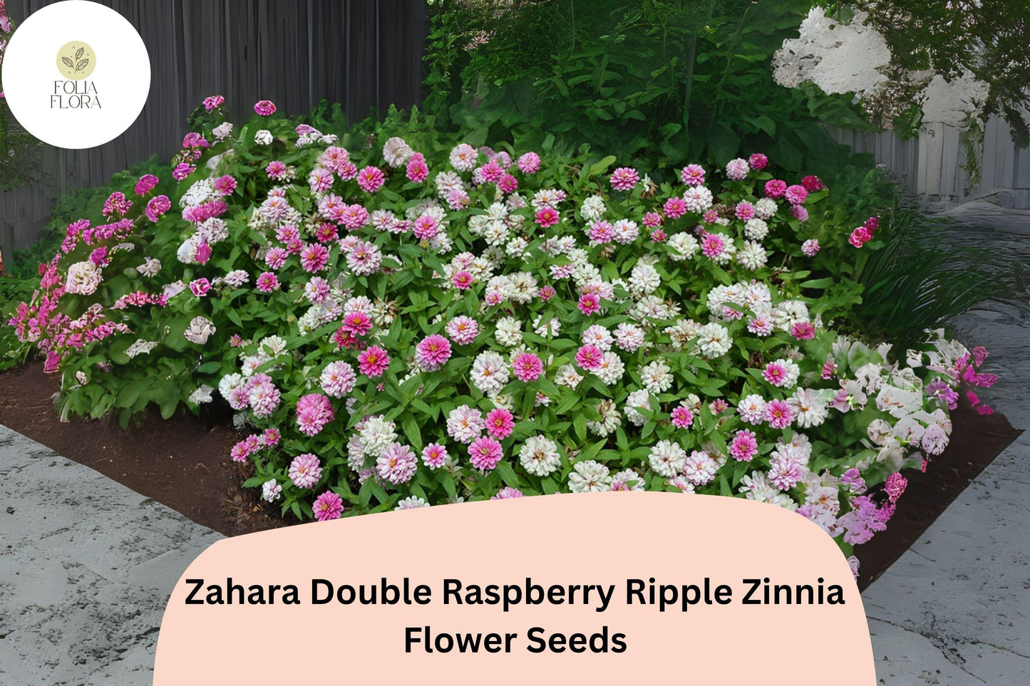 100+ Zahara Double Raspberry Ripple Zinnia Seeds – Pink & White Bi-Color Blooms for Garden Planting and Containers