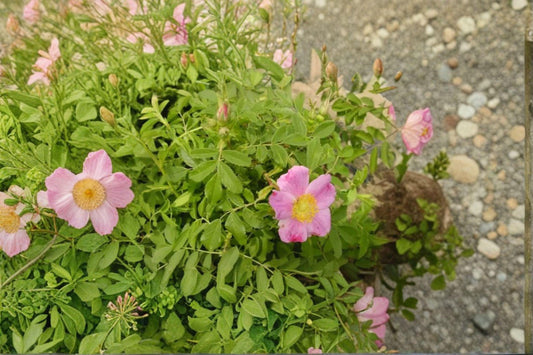 Prairie Wild Rose Seeds – Rosa arkansana | 10 Seeds | Wildlife Gardens | Hardy Perennial Shrub