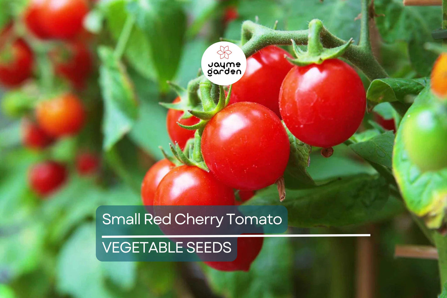 50 Small Red Cherry Tomato Seeds - Non-GMO Heirloom | High Yield & Sweet Flavor | Indeterminate Vines | USA Seller | Free Shipping