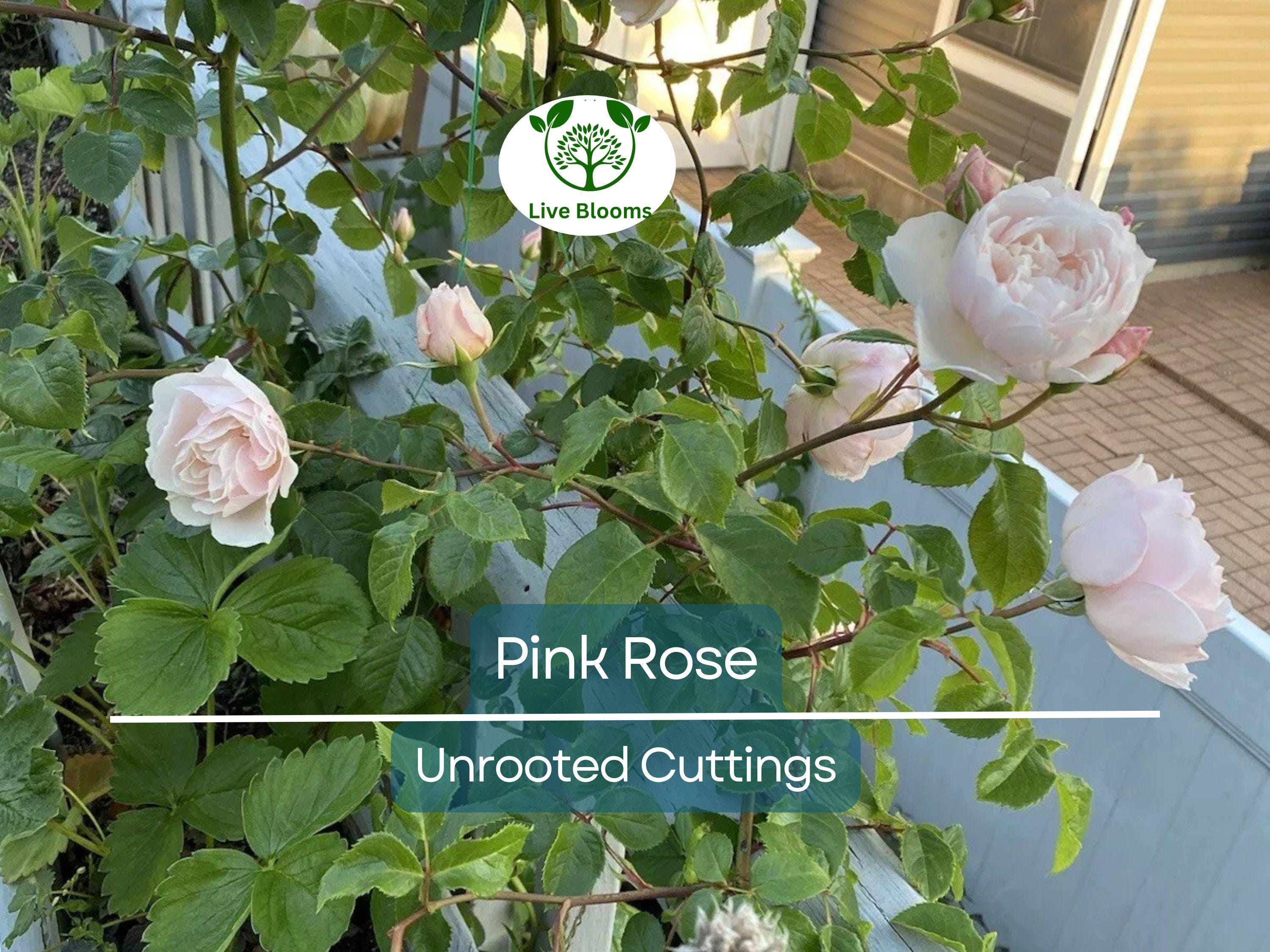 1 Pink Garden Rose Unrooted Cutting | Climbing Rose (Rosa spp.) | 5-8 Inches Long | Perfect for Propagation & Garden Planting