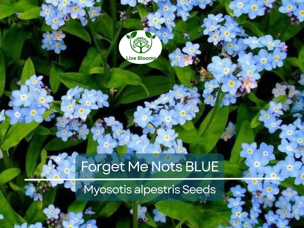 100 Seeds Forget Me Nots BLUE Perennial Flowers, Non-GMO Spring Blooms, Myosotis, Ideal for Cut Flowers & Gardens, Attracts Pollinators
