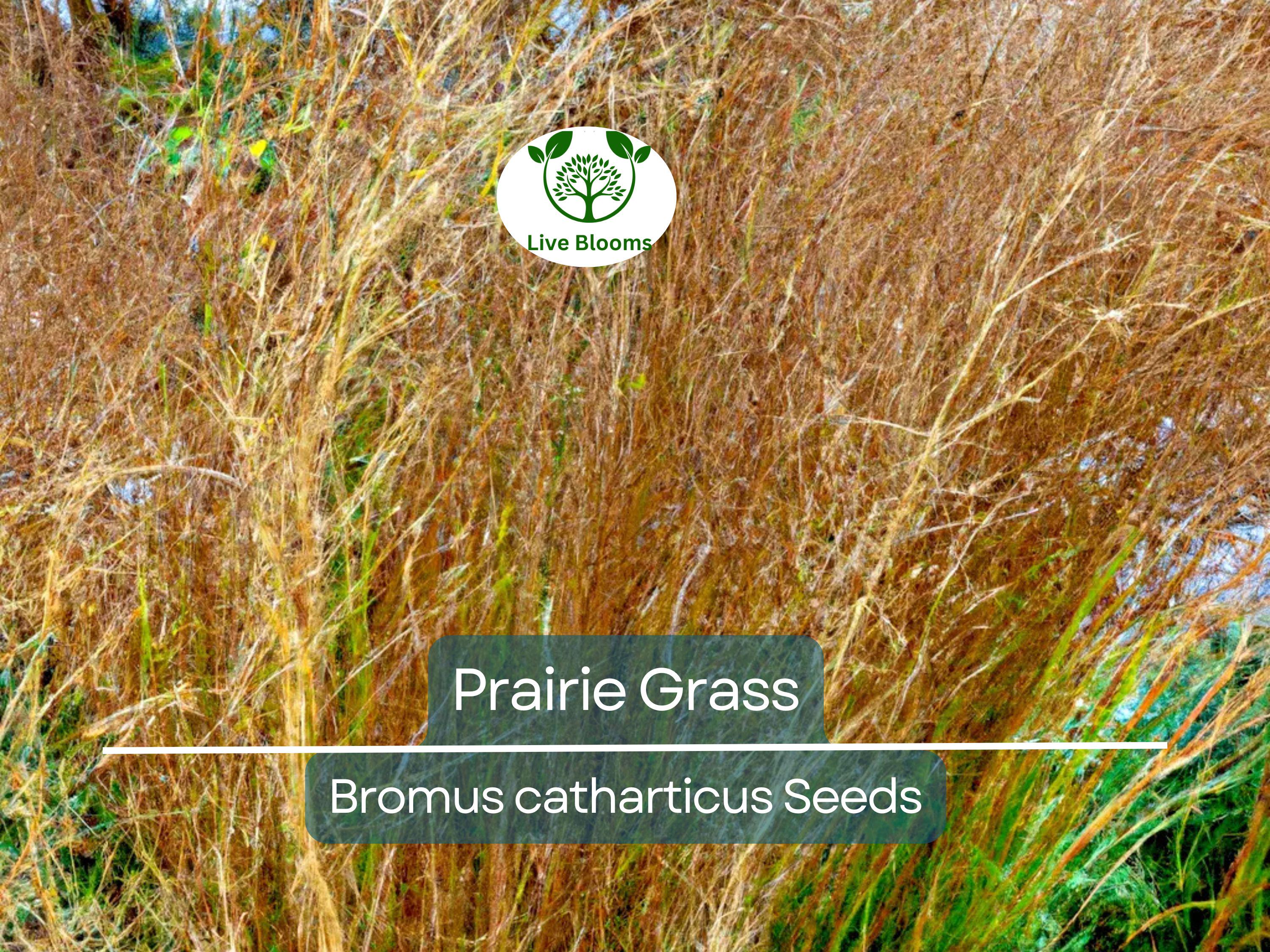 10,000 Bulk Prairie Grass Seeds - Native, Fast-Growing, Drought & Heat Tolerant, EZ Ornamental Grass for Landscaping