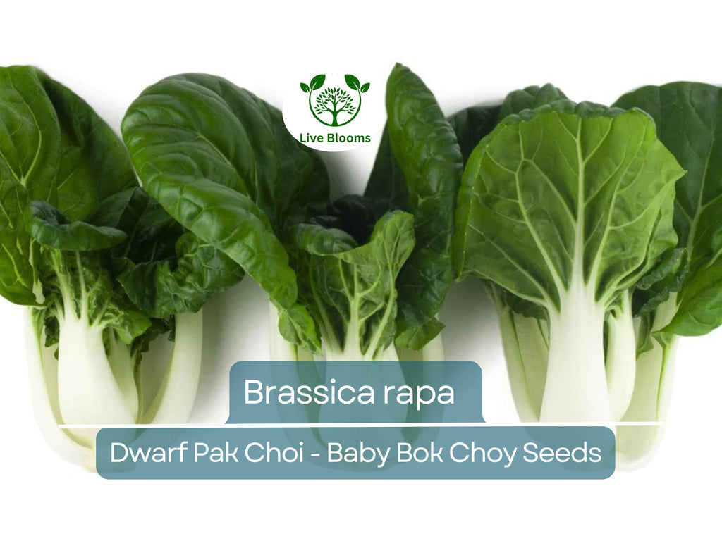 180 Seeds Dwarf Pak Choi - Baby Bok Choy for Planting (Brassica rapa) - Fast-Growing, Tender, Nutritious Asian Greens for Home Gardens