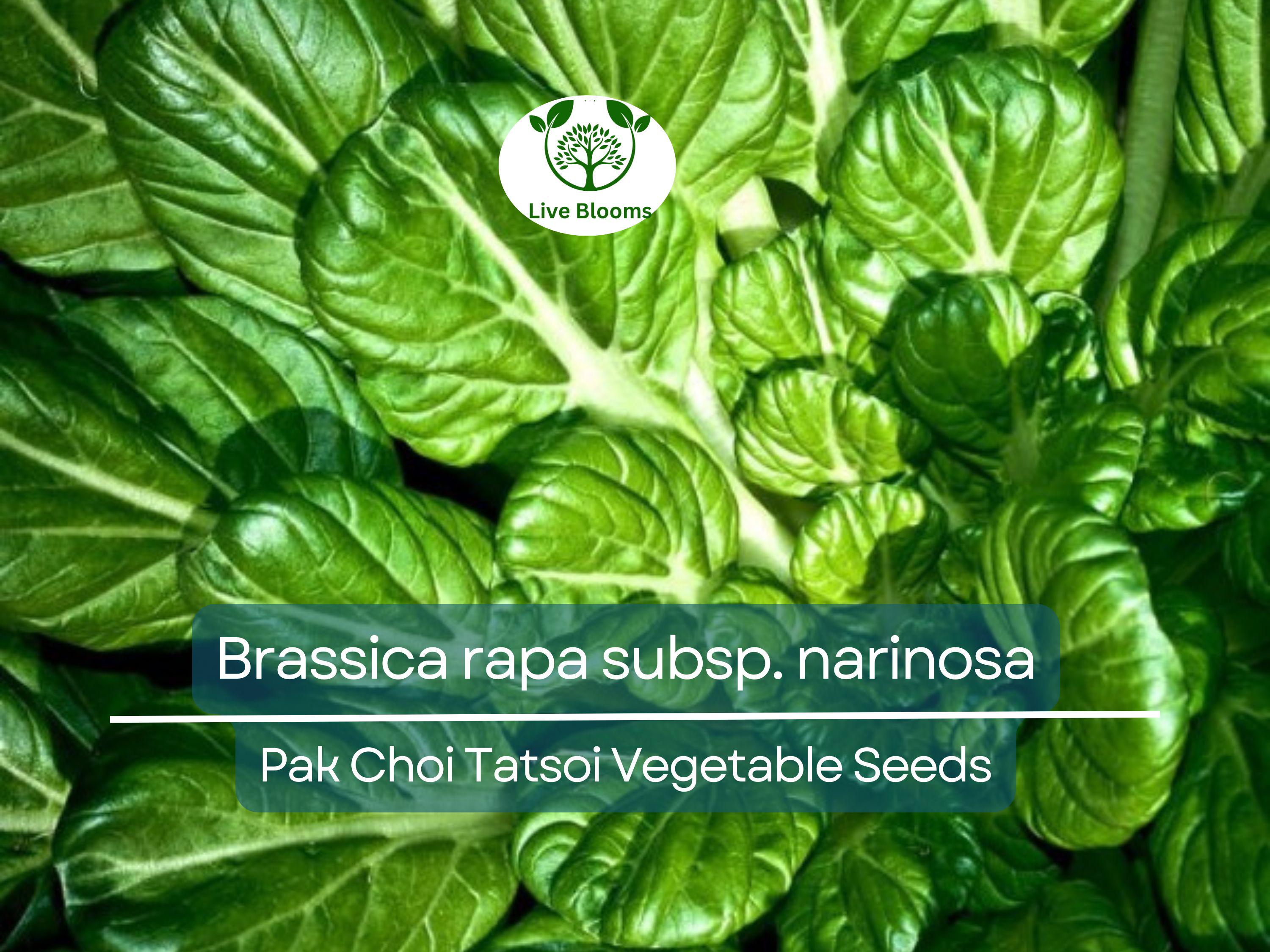 250 Pak Choi Tatsoi Seeds - Brassica rapa subsp. narinosa | Heirloom Asian Greens for Planting, Gardening & Stir-Fry
