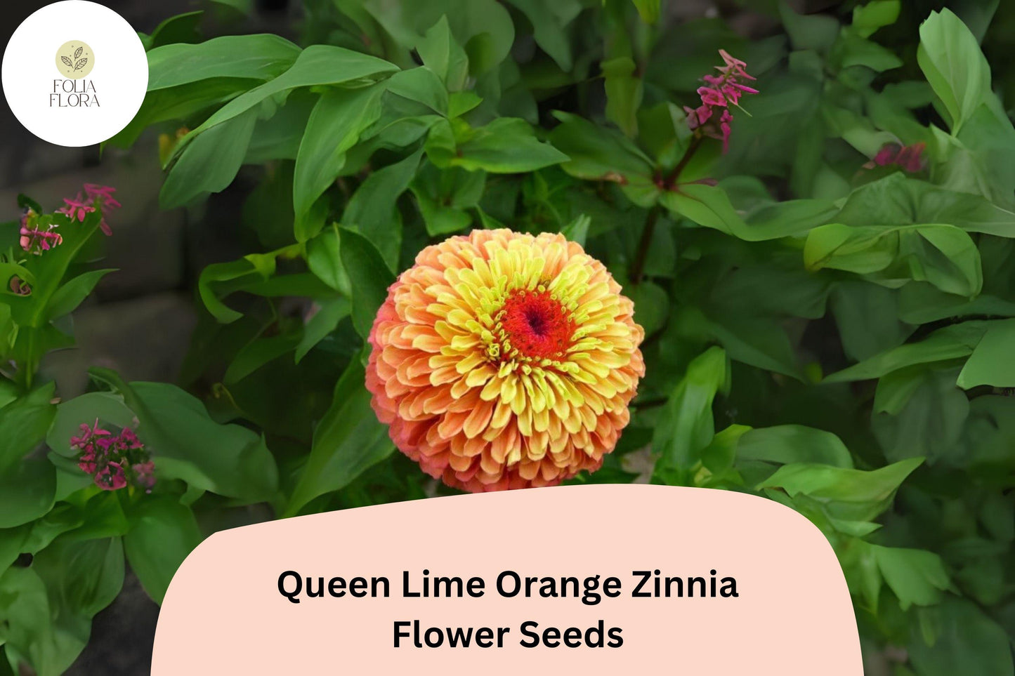 100+ Queen Lime Orange Zinnia Seeds – Unique Peach-Orange Blooms for Garden Planting, Borders & Cut Flowers
