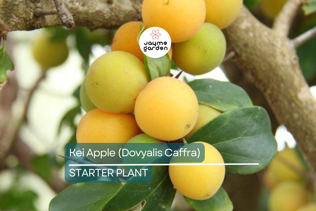 Kei Apple Seedling | 14" Tall Live Plant (Dovyalis caffra) | Organic Rare Fruit Tree | Tropical Starter Plant | Ready to Grow