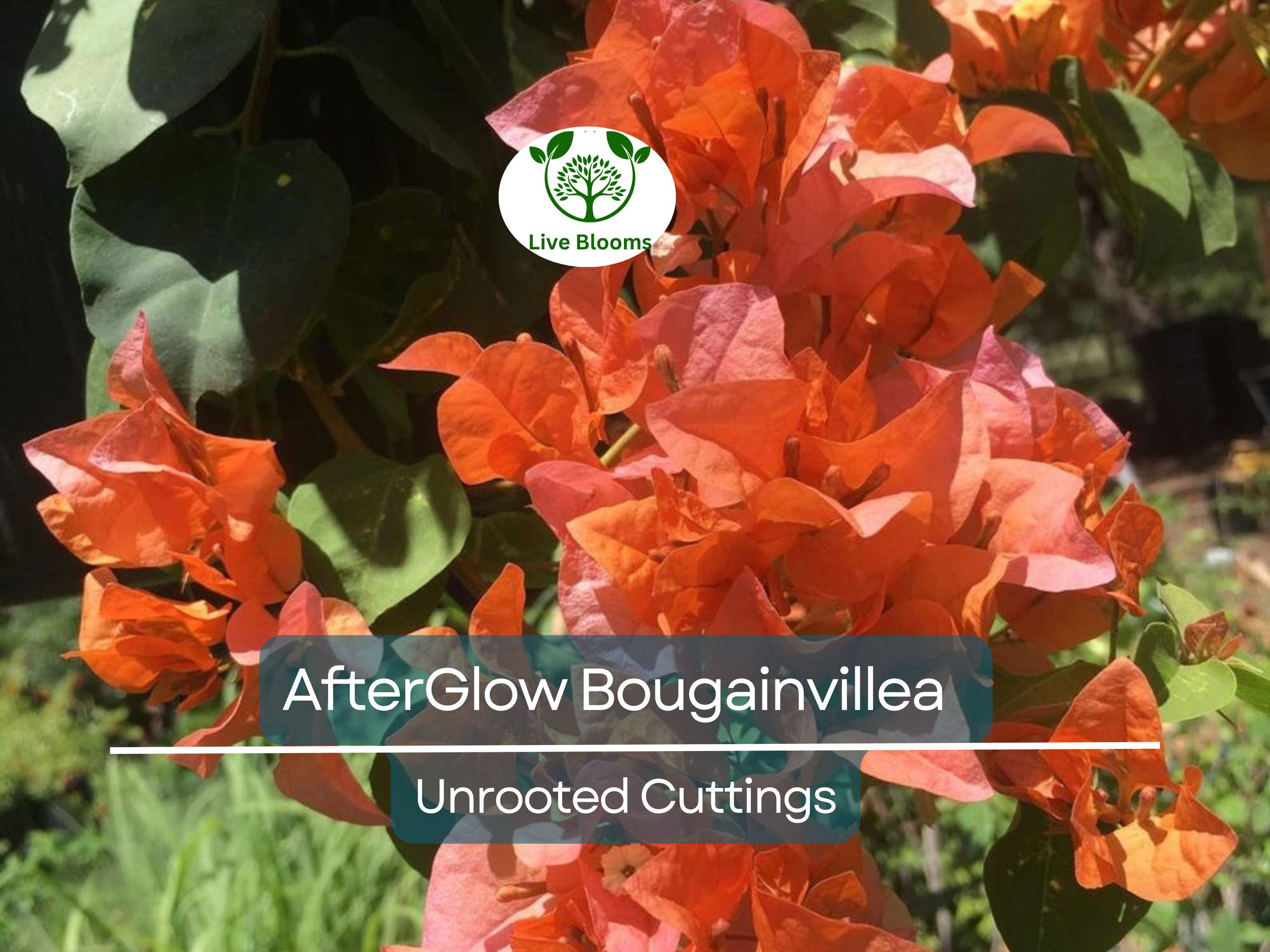 12 Organic Unrooted Cuttings Pink Orange After Glow Bougainvillea - Vibrant, Healthy, Perfect for Planting & Propagation