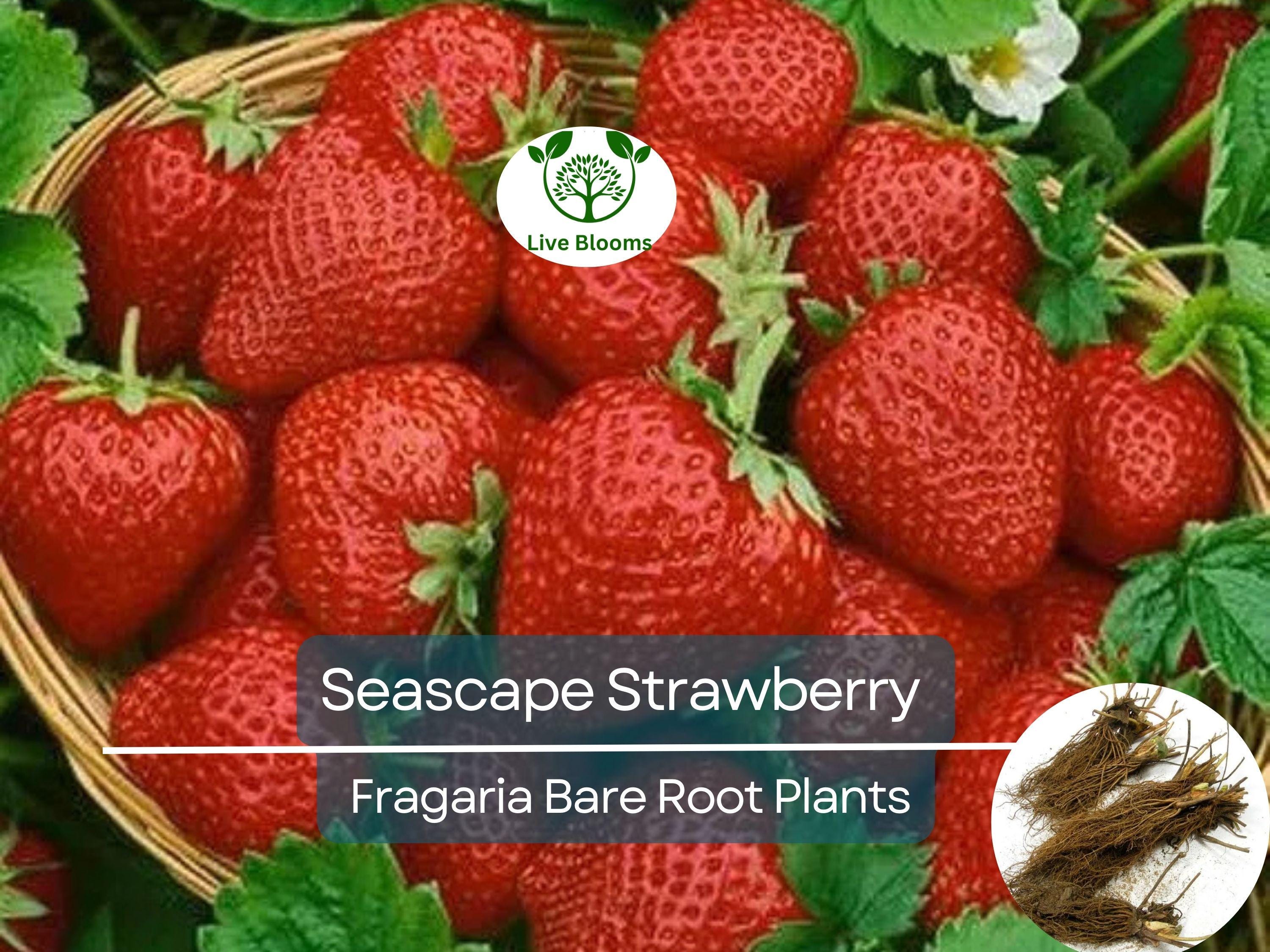 12 Seascape Strawberry Bare Root Plants - Everbearers - Fragaria × ananassa, Sweet Fruit, Non-GMO, Long Harvest, Cold Hardy