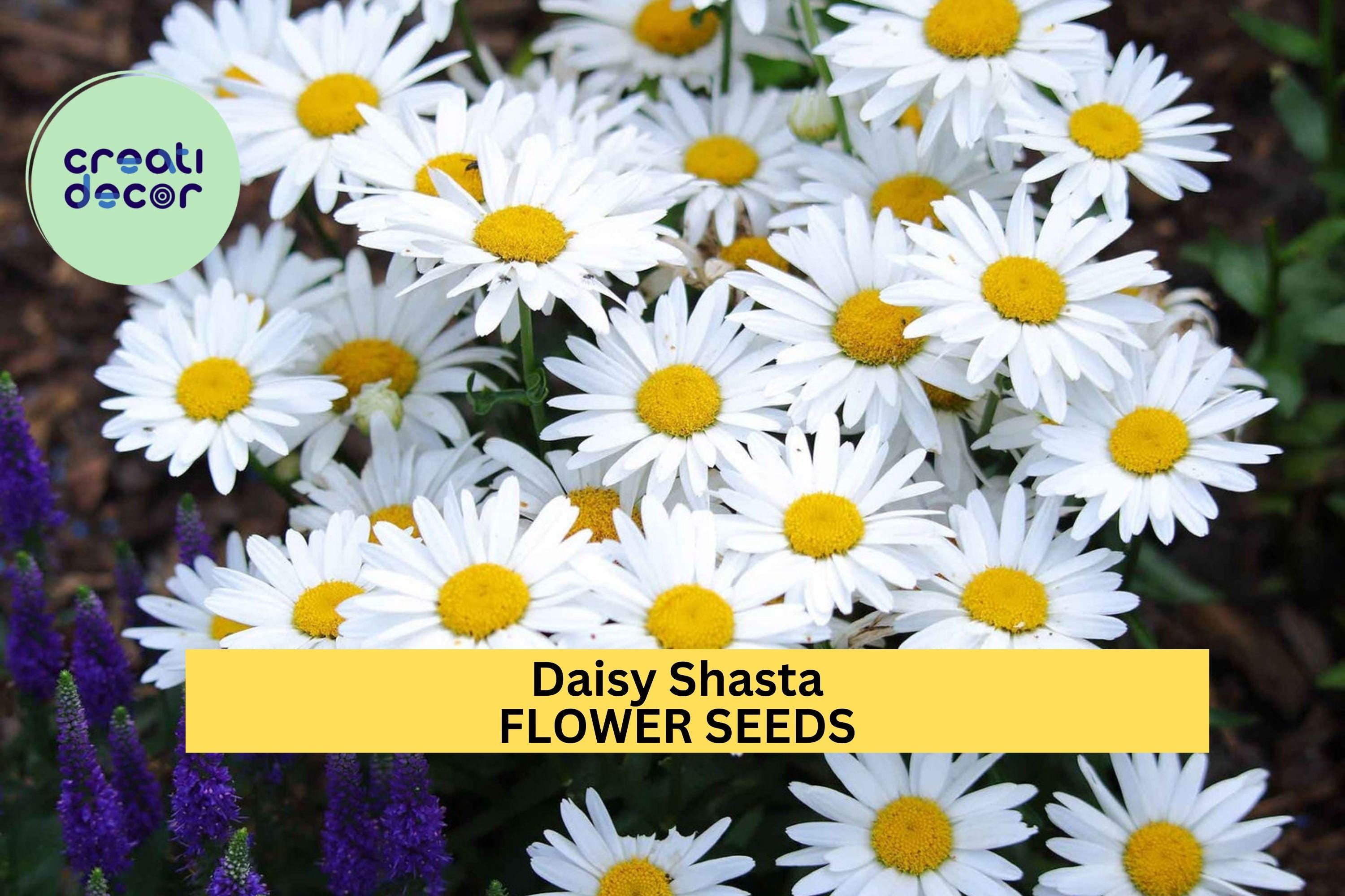 3pcs of 100mg Shasta Daisy Seeds – White Perennial Flowers for Pollinator-Friendly Borders & Cottage Gardens Seeds for Planting