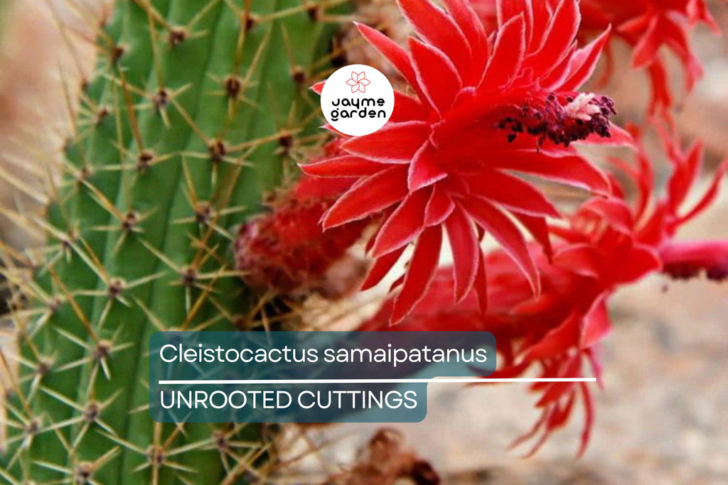 Cleistocactus samaipatanus Cutting, Flowering Cactus, 5" Tip Cutting - Easy to Grow