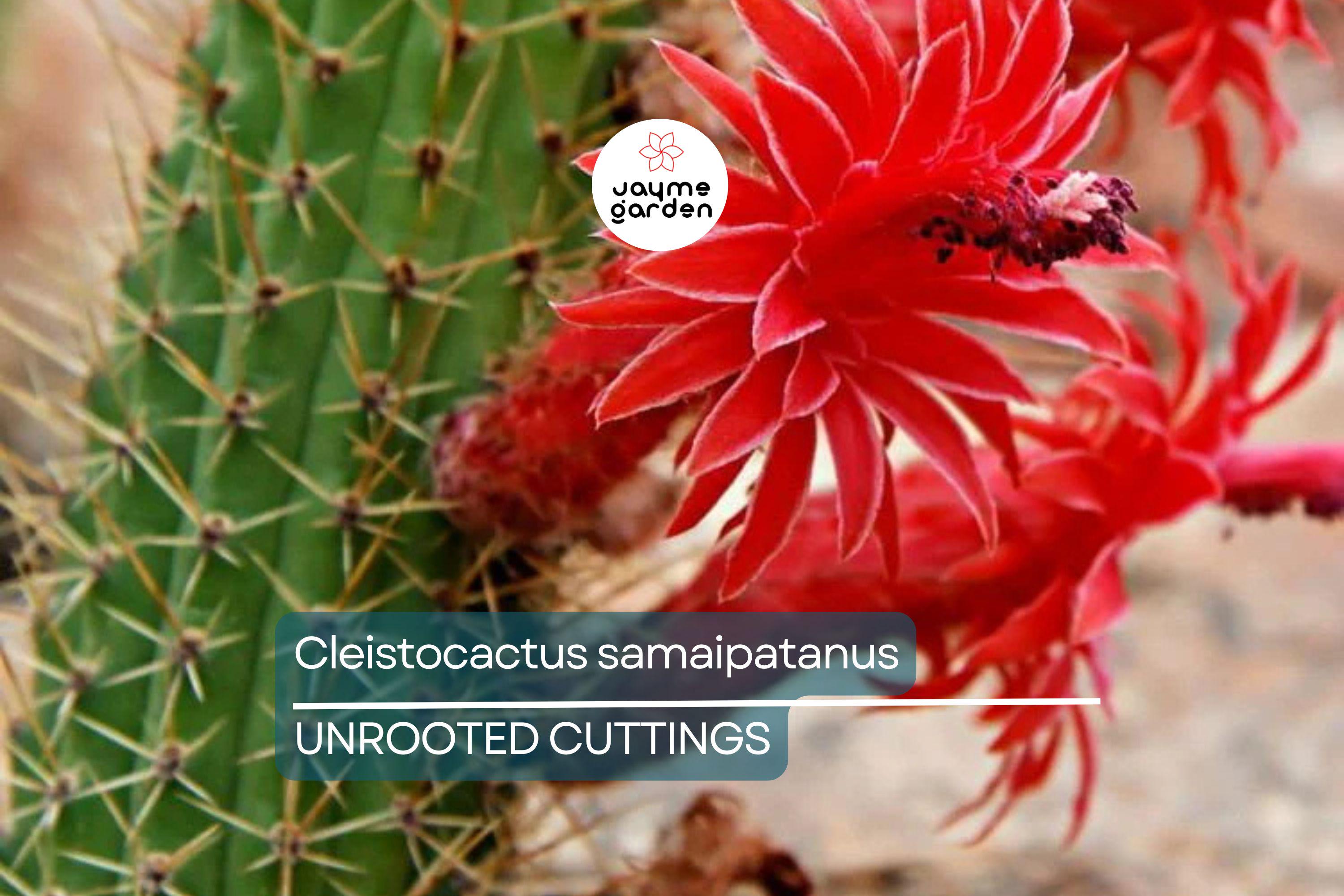 Cleistocactus samaipatanus Cutting, Flowering Cactus, 5" Tip Cutting - Easy to Grow
