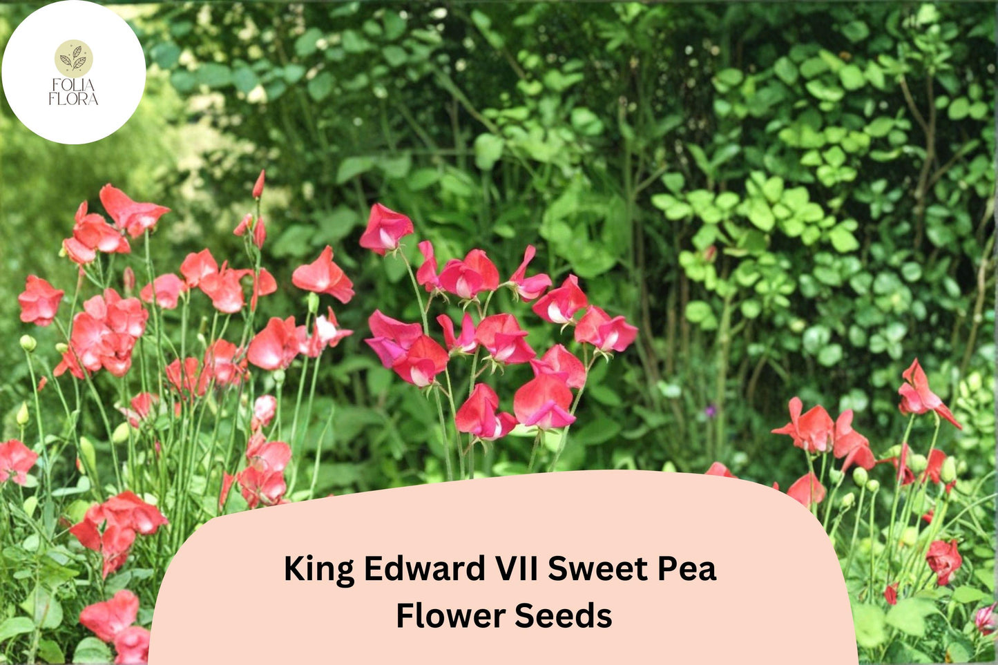50+ King Edward VII Sweet Pea Seeds | Fragrant Deep Red Flower for Garden Trellis