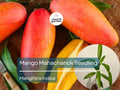 Mango Mahachanok Starter Plant Seedling - 12″-24″ Tall Live Fruit Tree - Sweet, Tangy, Fiber-Free Mangoes for Garden or Landscape