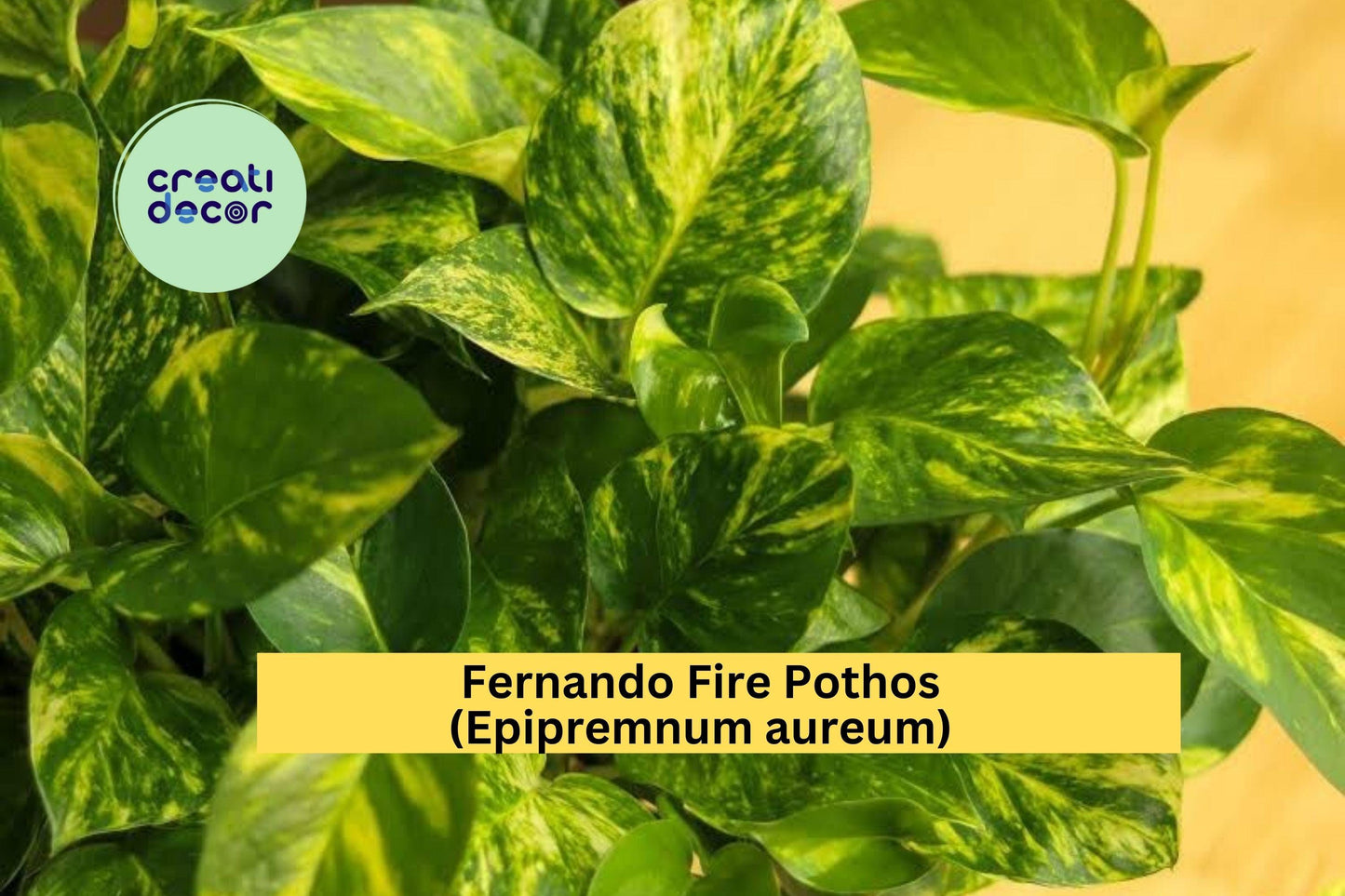 Fernando Fire Pothos Cuttings | Epipremnum Aureum Variegated Houseplant | 3 Fresh Unrooted Cuttings for Indoor Plant Propagation