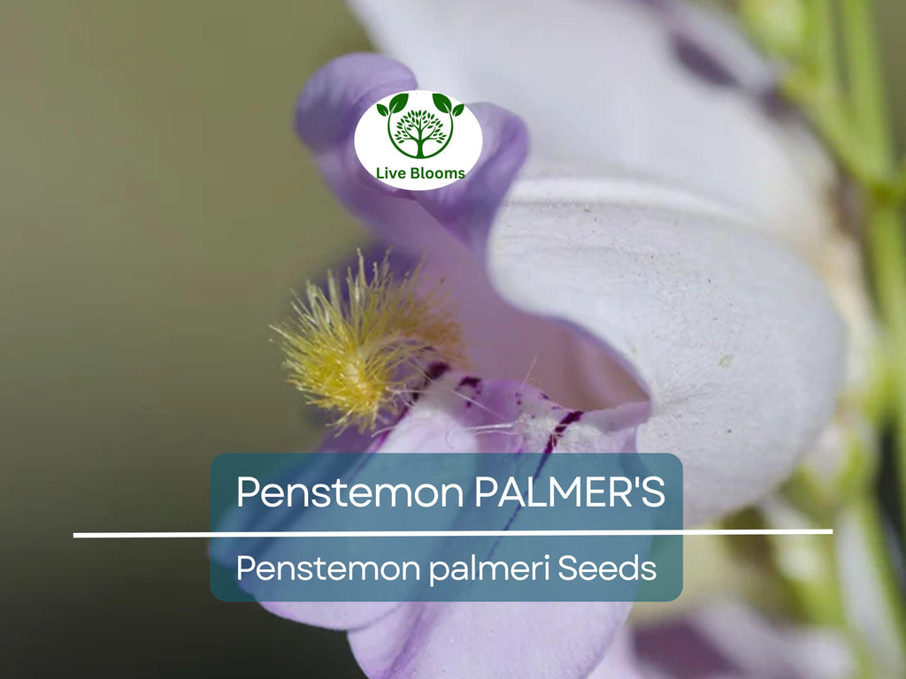500 Seeds Penstemon PALMER'S Perennial, Hummingbird & Bee Friendly, Non-GMO, Scented Flowers, Long-Lasting Blooms, Penstemon palmeri Seeds