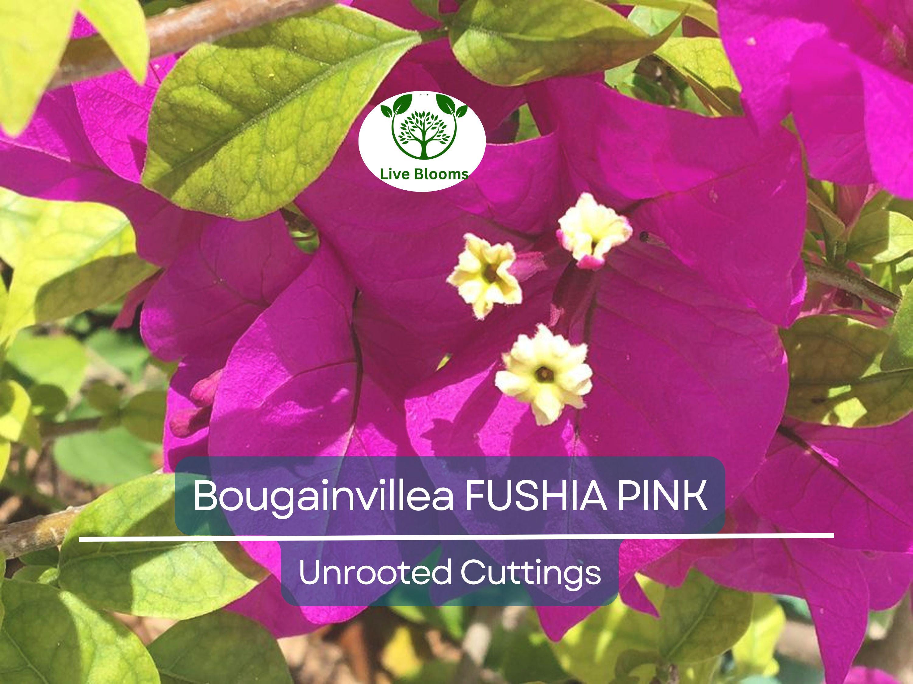 7 Fuchsia Pink Bougainvillea Unrooted Cuttings 6" | Bougainvillea glabra, Flowering Shrub, Colorful Bush for Garden