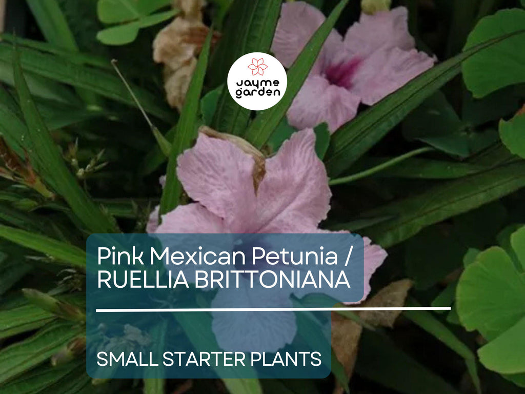 5 Small Starter Plants Pink Mexican Petunia (Ruellia brittoniana) - Tropical Perennials, Bare Root Live Plants, 3-5 Inches Tall