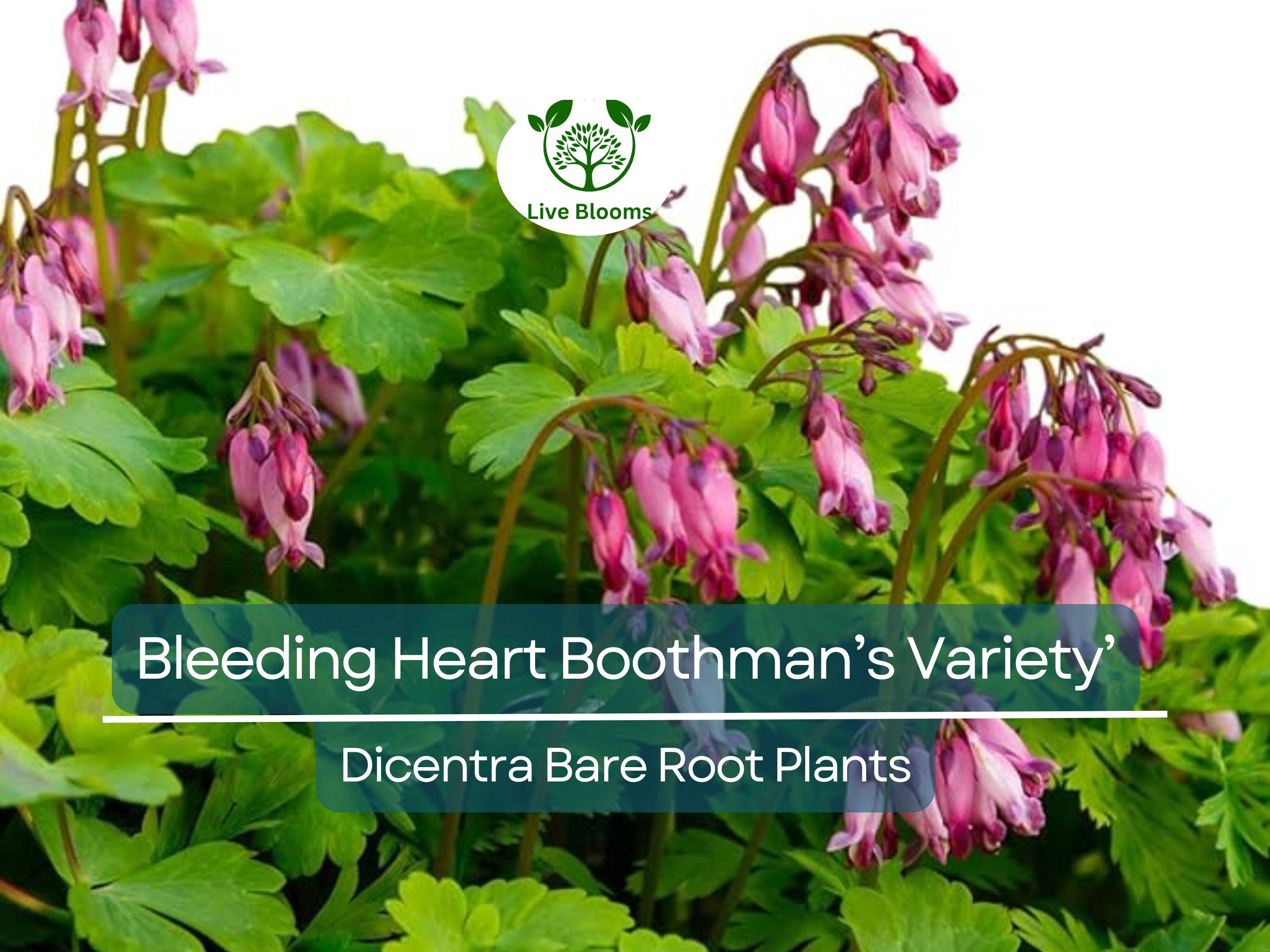 1 Bleeding Heart ‘Boothman’s Variety’ – Bare Root Dicentra Plant – Shade-Loving Summer Perennial with Pink Heart-Shaped Flowers