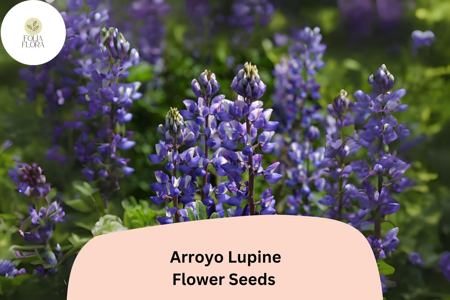 Lupinus succulentus Arroyo Lupine Seeds – 25+ Beautiful Blue-Purple Wildflowers for Gardens & Pollinators