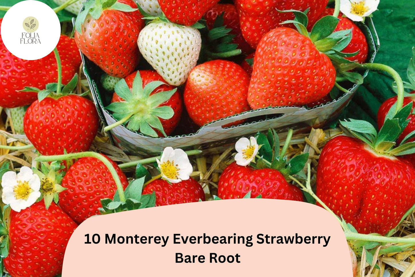10 Monterey Strawberry Plants | Live Bare Root Everbearing | NON-GMO Fragaria × ananassa Garden Fruit