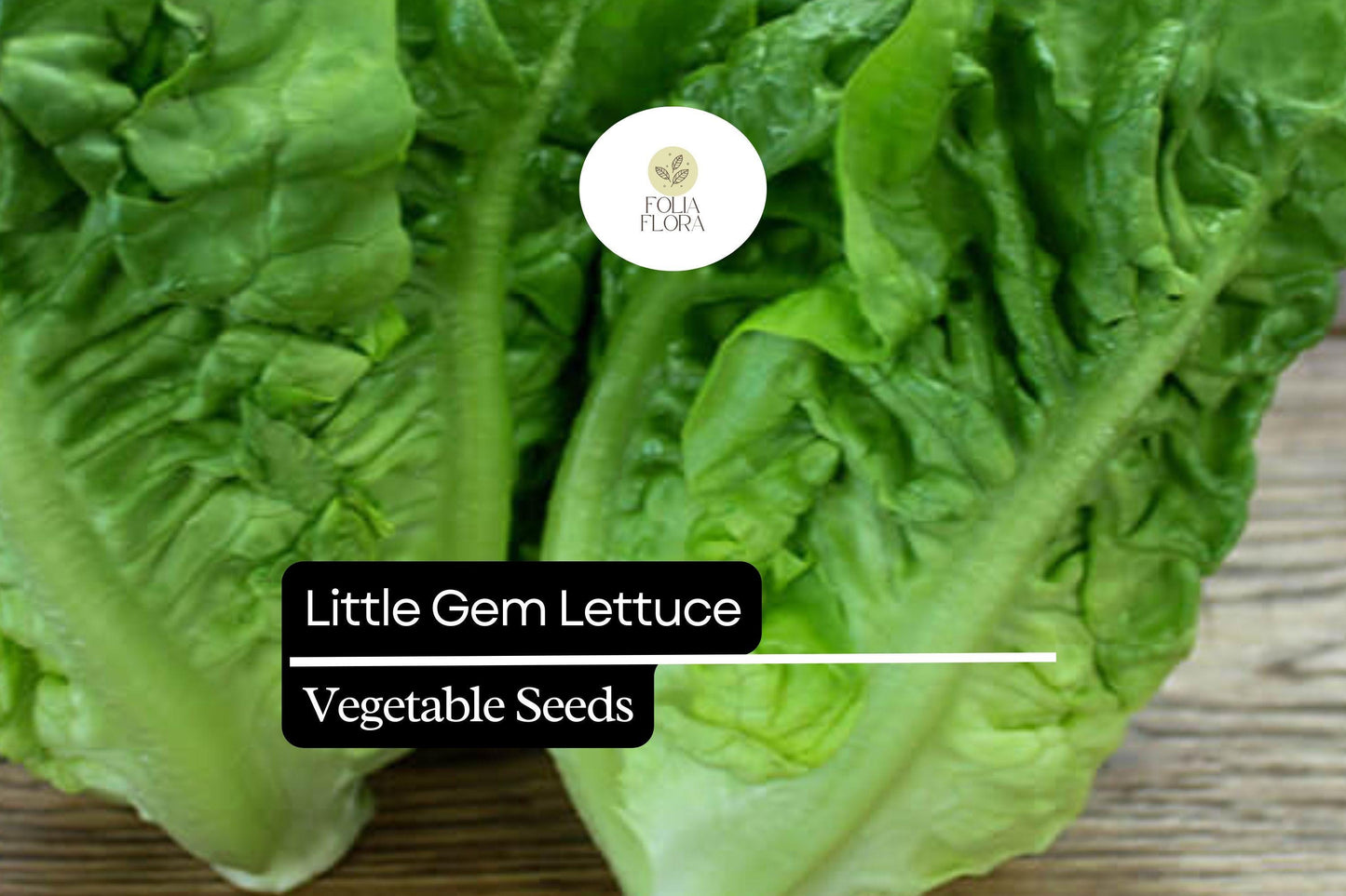 1000 Little Gem Lettuce Seeds – Lactuca sativa – Sweet Mini Romaine, Crisp Texture, Heirloom, Non-GMO, Compact Growth, Easy to Grow