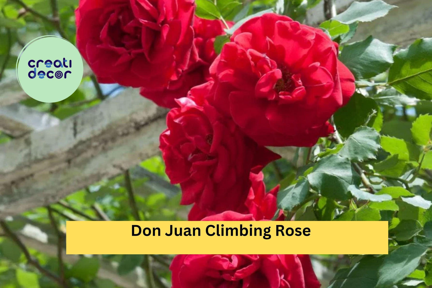 Don Juan Climbing Rose – Rosa ‘Don Juan’ – Live Well-Rooted Red Rose Plant, Fragrant Perennial Flowering Vine for Garden Trellis
