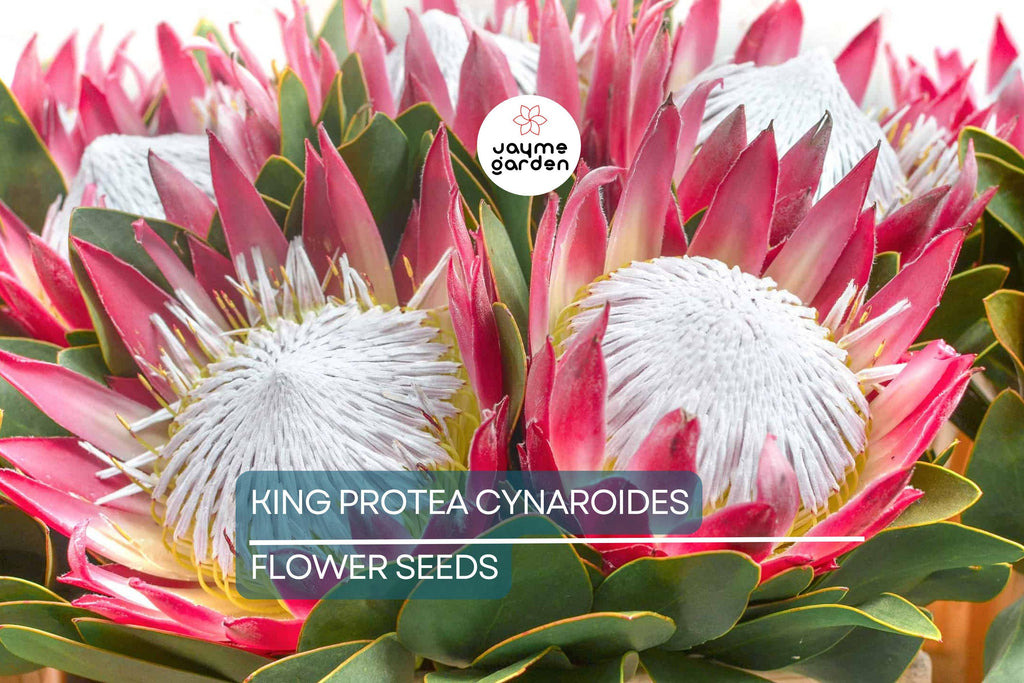 5 King Protea Cynaroides Seeds – Giant 12" Flowers, Rare Exotic Garden Plant