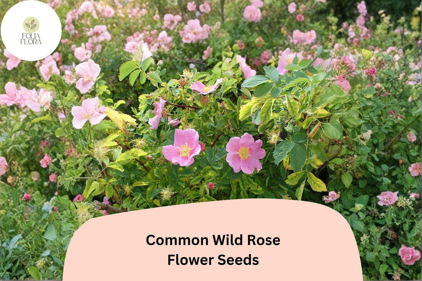 Common Wild Rose Seeds – 25 Rosa woodsii | Native Pink Flowering Shrub for Wildlife & Garden