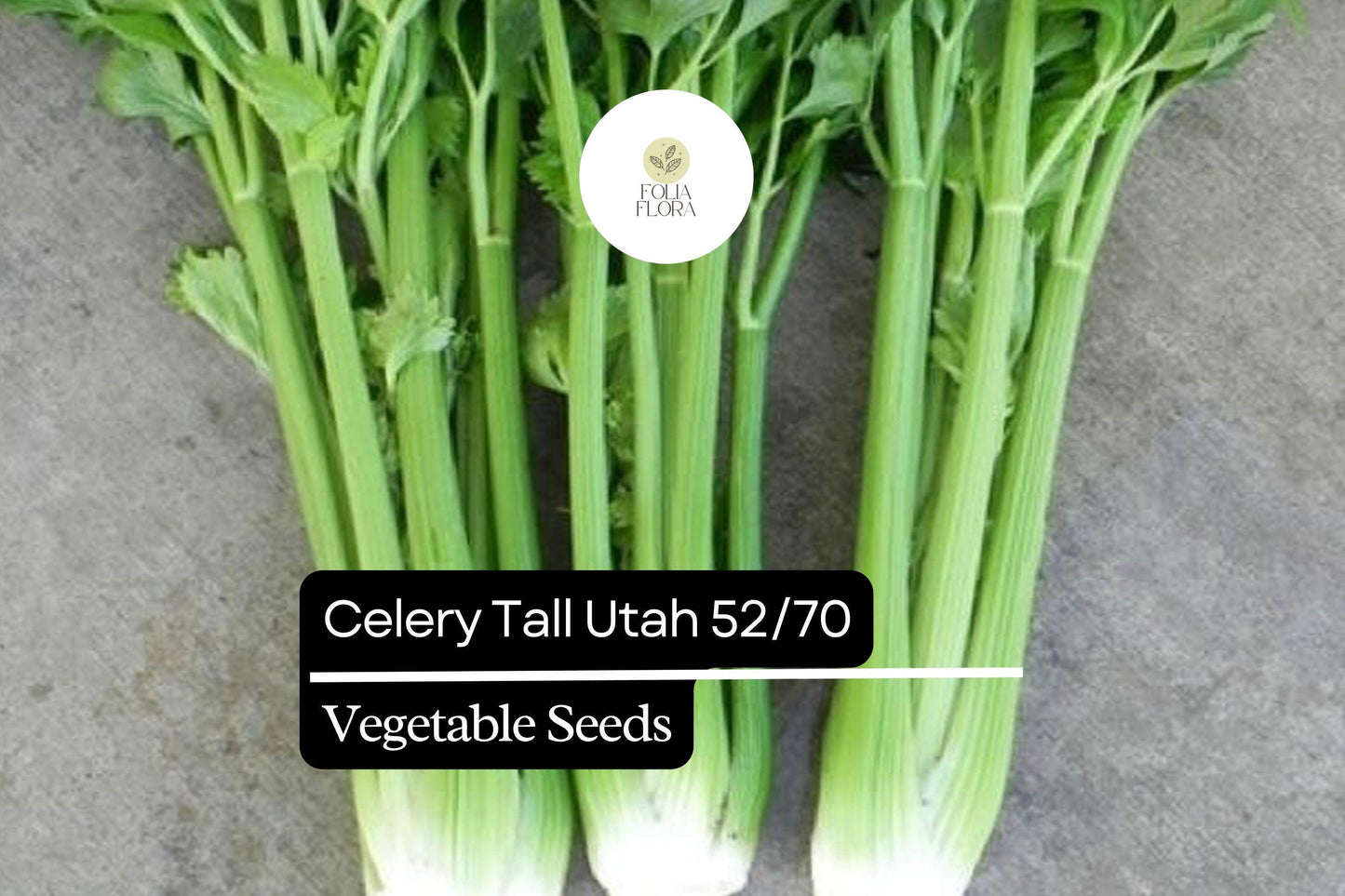 500 Seeds Celery Tall Utah 52/70 Apium graveolens | Crisp, Sweet Heirloom Variety for Gardens & Containers
