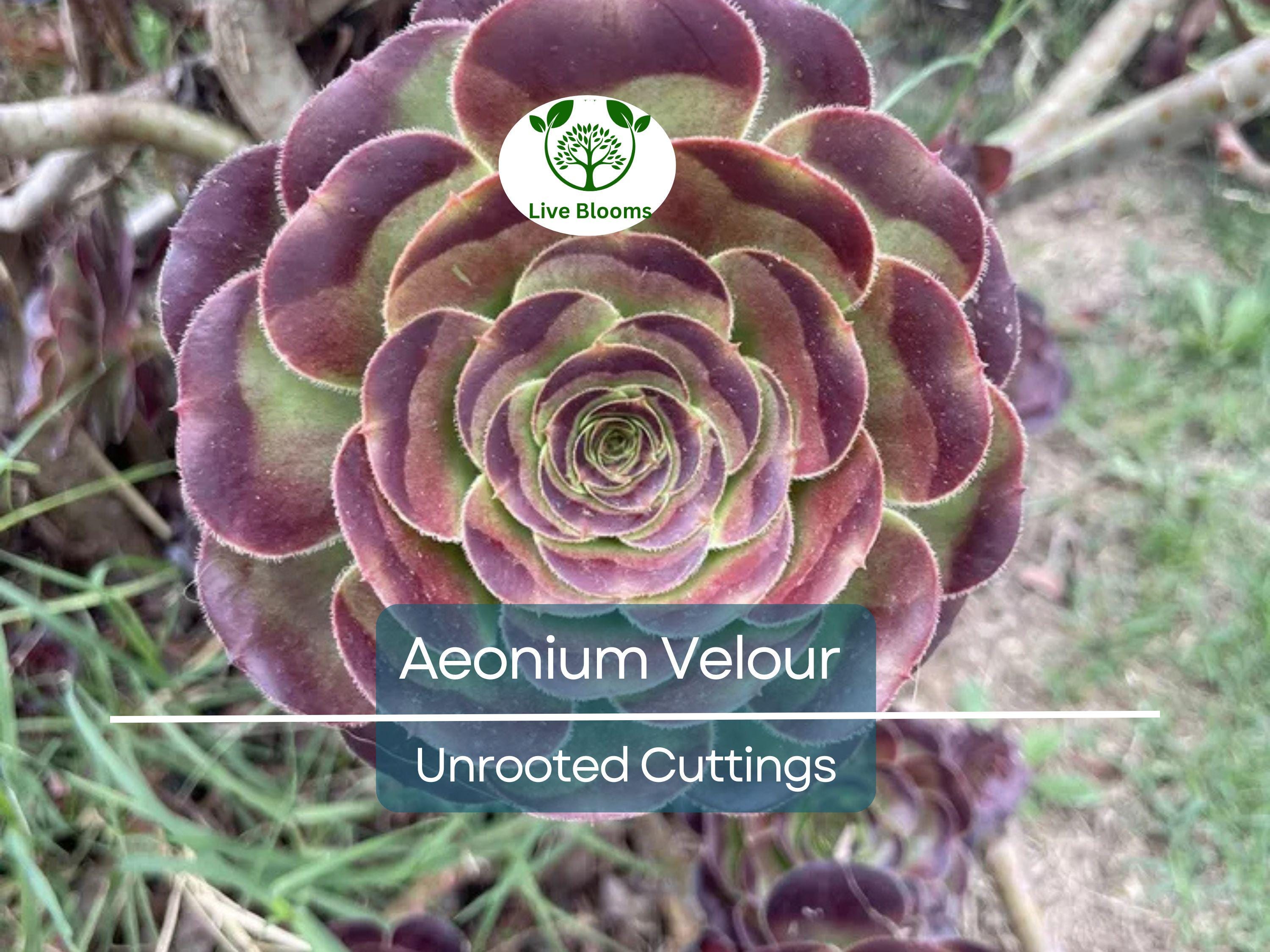 1 Aeonium Velour Succulent Unrooted Cutting 4-5" - Unique Indoor/Outdoor Plant - Beautiful Dark Purple Rosette, Easy to Grow