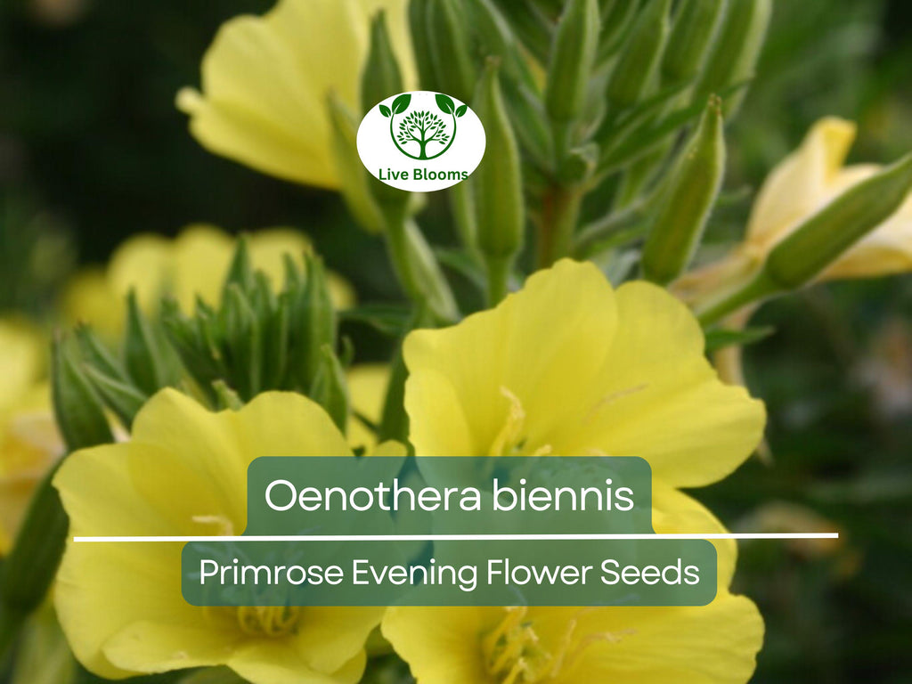 200 Seeds Primrose Evening (Oenothera biennis) Wildflower - Evening Blooming, Hardy Perennial, Attracts Pollinators, Easy to Grow for Garden